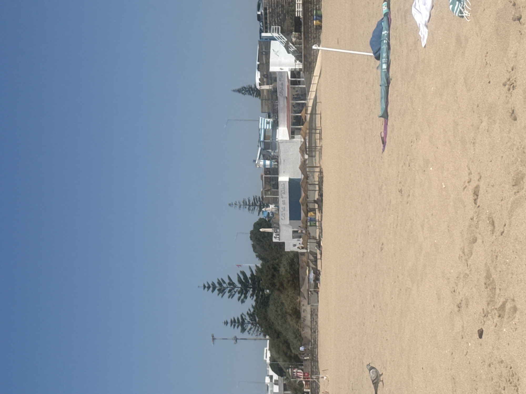 The image shows a sandy beach in Cascais, Portugal, under a clear blue sky. In the foreground, a pigeon is walking on the sand. Further back, several straw umbrellas are set up, and a building with the words "Casa da Praia" is visible. The background features trees, including distinctive pine trees, and some buildings, with a stone wall separating the beach from the structures. Several people are visible in the background, walking or standing near the buildings and umbrellas. A white pole stands in the sand on the right side of the image.