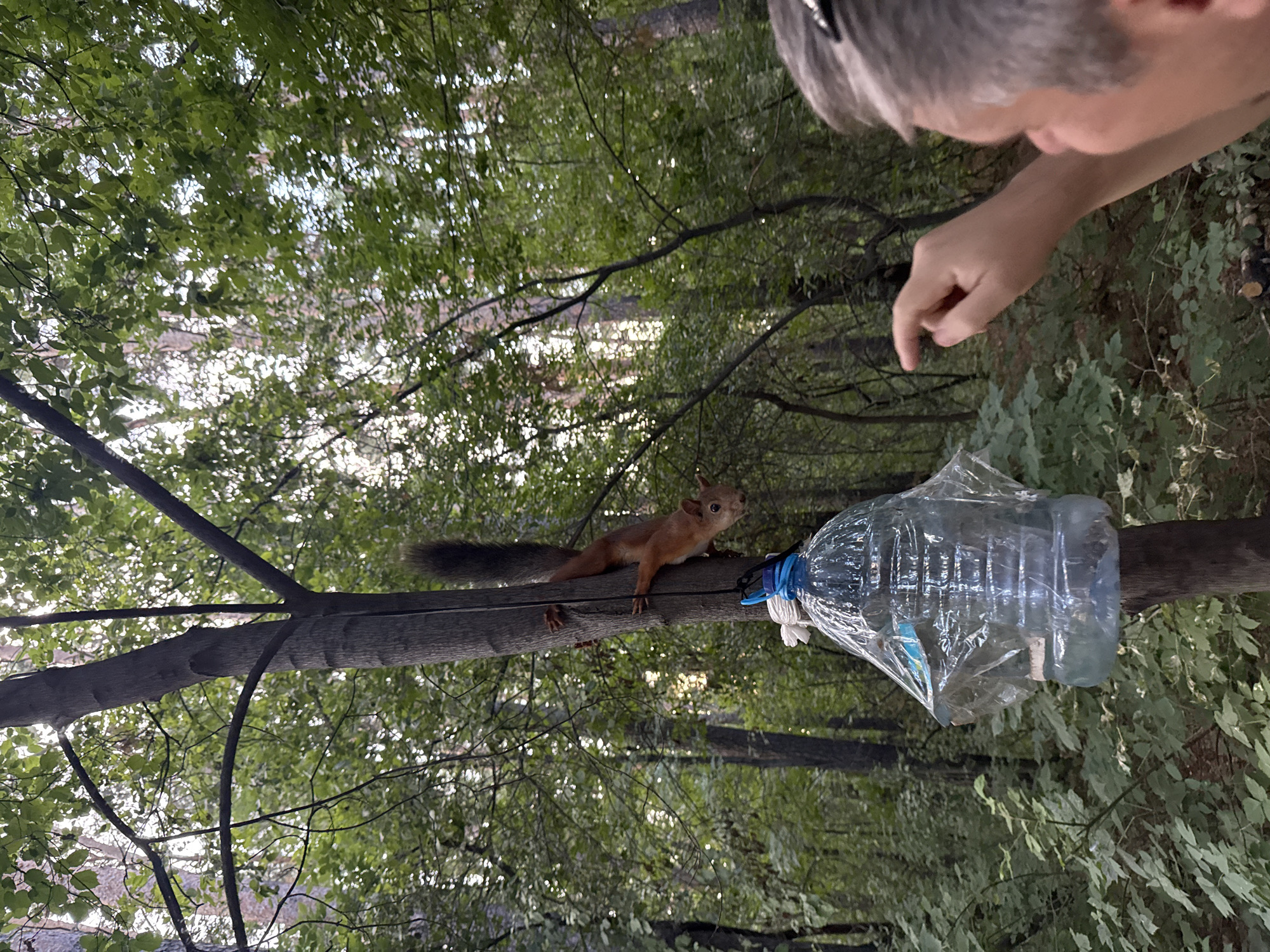 In the city of Novosibirsk, Russia, a squirrel is captured mid-climb on a tree trunk, its body angled downwards, paws gripping the rough bark. The squirrel has reddish-brown fur and a bushy tail that hangs vertically. Below the squirrel, a large plastic bottle has been repurposed into a feeder, partially covered with clear plastic sheeting. The bottle is suspended from the tree by blue and white cords. A person's hand, with fingers extended, is visible in the foreground on the right side of the image, pointing towards the squirrel. The scene is set in a dense forest with dappled sunlight filtering through the green leaves overhead.