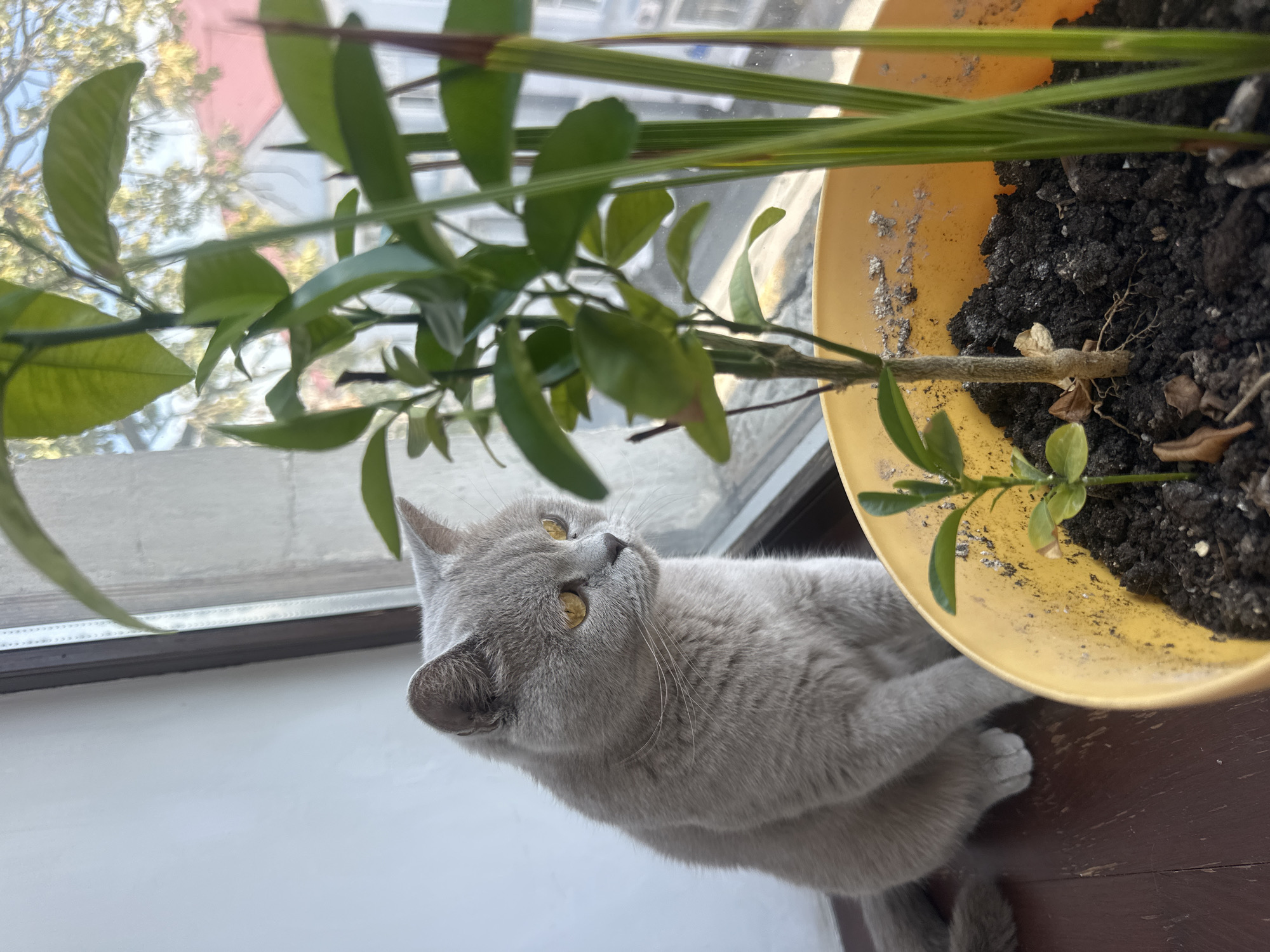 A grey British Shorthair cat with yellow eyes sits on a dark wooden surface next to a bright yellow pot containing a small plant with green leaves. The plant is in focus, and the cat is slightly out of focus. Behind the plant and cat is a window, through which buildings and trees are visible, suggesting an urban environment. The scene appears to be indoors, near a window. The location is the city of Ternopil, Ukraine.