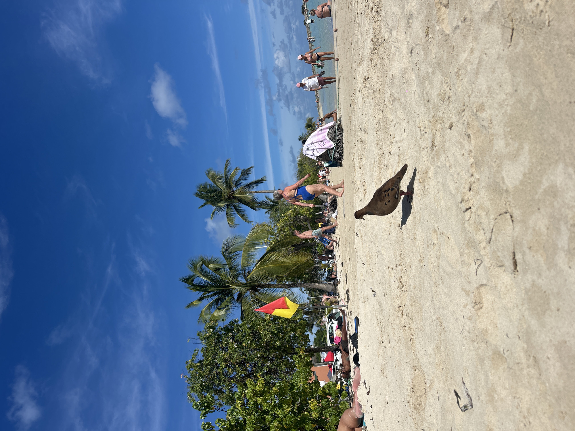 The image depicts a sandy beach under a bright blue sky with scattered white clouds in Sainte-Anne, France. In the foreground, a brown dove with darker wing markings stands on the light-colored sand, casting a shadow to its right. The midground features multiple individuals and beach equipment. To the far left, a person is partially visible lying on the sand. Adjacent, a man lies prone on a blue mat. A red and yellow rectangular flag hangs from a pole near dense green foliage and several palm trees. Behind the foliage, a white vehicle is partially visible. Further right, a woman in a blue one-piece swimsuit walks from right to left. A man in blue swim shorts also walks from right to left, carrying an item. Closer to the water's edge, a couple stands; the man wears a white t-shirt and pink cap, holding a dark sphere, while the woman wears a dark bikini and pink cap, also holding a dark sphere. Two additional dark spheres, likely bocce balls, rest on the sand nearby. Several other beachgoers are visible in the background, both on the sand and wading in the clear, light blue ocean water. The scene is illuminated by strong sunlight, suggesting a warm, clear day.