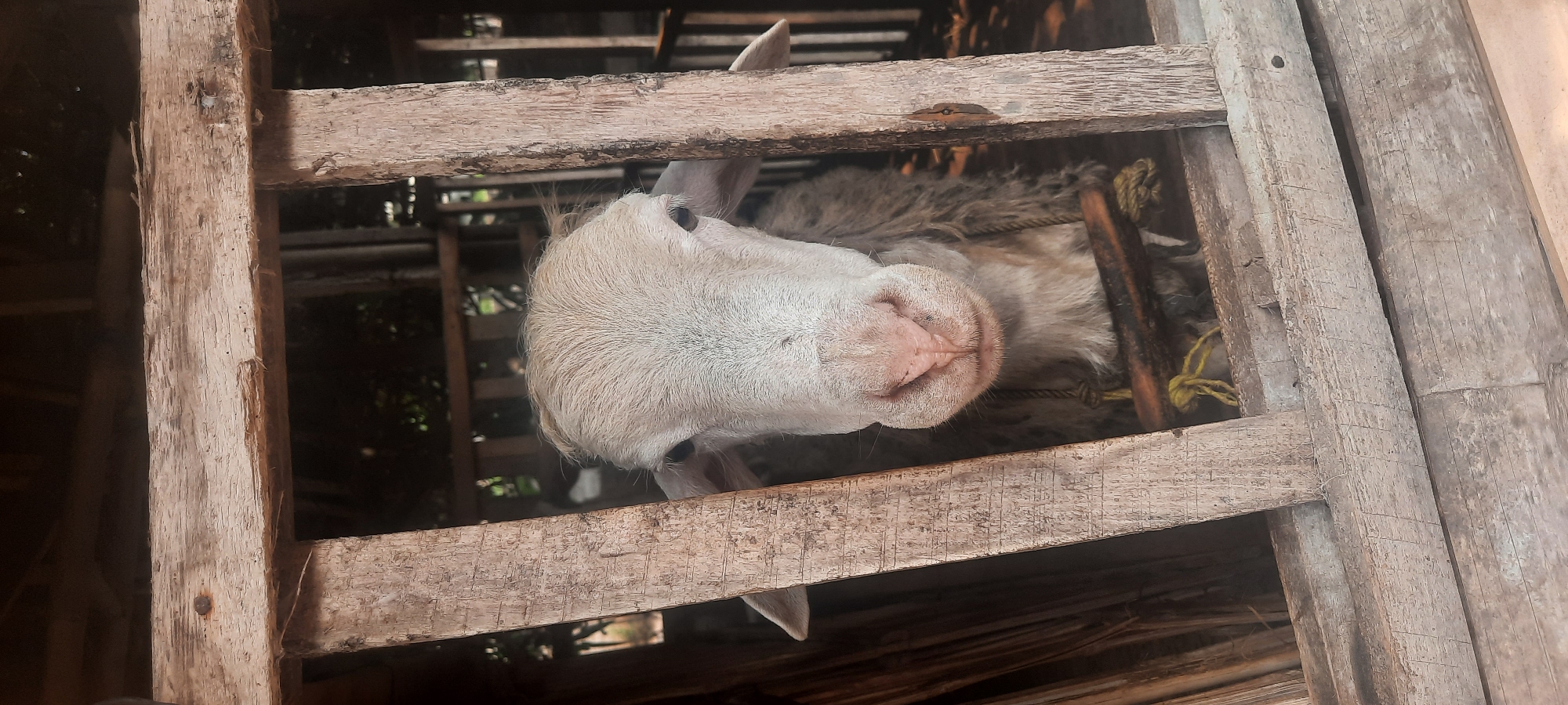 A light-colored sheep with a pink nose is framed by wooden bars in what appears to be a simple enclosure or pen. The sheep's face is the primary subject, with its eyes looking directly at the camera. The background is dark and indistinct, with some foliage visible behind the sheep. The wooden bars are rough and weathered. The image was taken outdoors, possibly in Ploso, Indonesia, given the context provided.