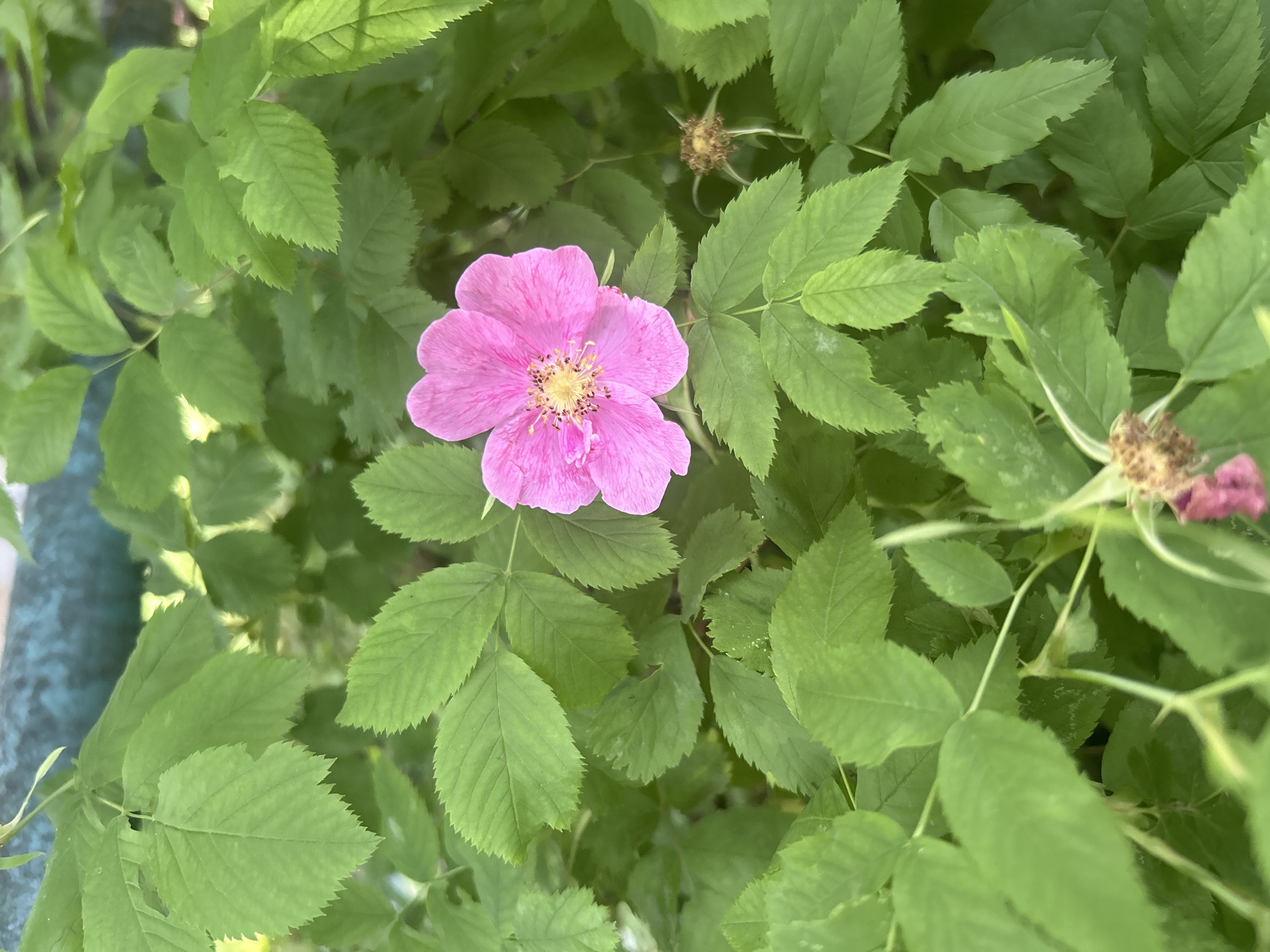 The media file displays a close-up, top-down view of a vibrant pink flower, likely a wild rose, set against a dense background of green foliage. The flower is centrally located in the frame, featuring five delicate pink petals with a slightly textured appearance and a bright yellow cluster of stamens in its heart.
Surrounding the flower are numerous green leaves, which are prominent throughout the image. These leaves are a medium to bright green, exhibiting serrated edges and a pinnately compound structure, characteristic of rose bushes. The lighting appears to be natural daylight, casting subtle shadows and highlights on the leaves, suggesting a bright but possibly dappled environment.
In the upper right and middle right sections of the image, two withered or developing flower parts, possibly early rose hips or faded blooms, are visible amidst the green leaves. The background consists of more blurred green foliage, providing depth and emphasizing the central flower. No specific activities, people, or visible text are present in the image. The setting appears to be an outdoor natural environment, such as a garden or a wild thicket, during the daytime.