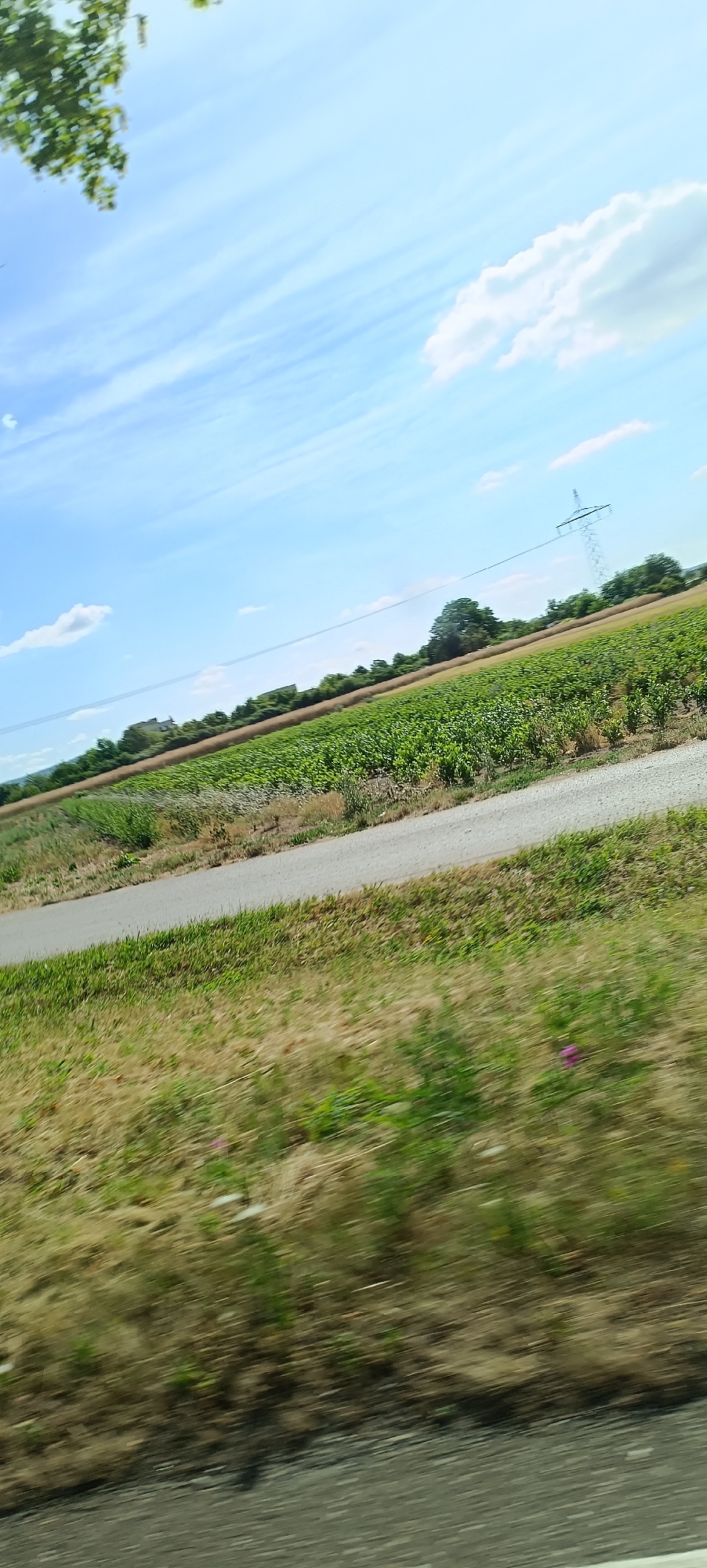 The image depicts a rural landscape under a bright blue sky with scattered white clouds. The foreground is a blurred, motion-effect shot of dry, golden-brown grass with some patches of green, bordering a grey asphalt road. Beyond the road lies a vibrant green field of crops, possibly corn, stretching into the distance. In the mid-ground, a line of trees marks the horizon, interspersed with a few buildings. A tall, metal electricity pylon with power lines extending from it stands prominently against the sky, indicating the presence of infrastructure within this agricultural setting. The overall scene suggests a sunny day in the countryside, likely during the growing season. This particular view is characteristic of the outskirts of Waiblingen, Germany, where agricultural fields commonly surround the town.