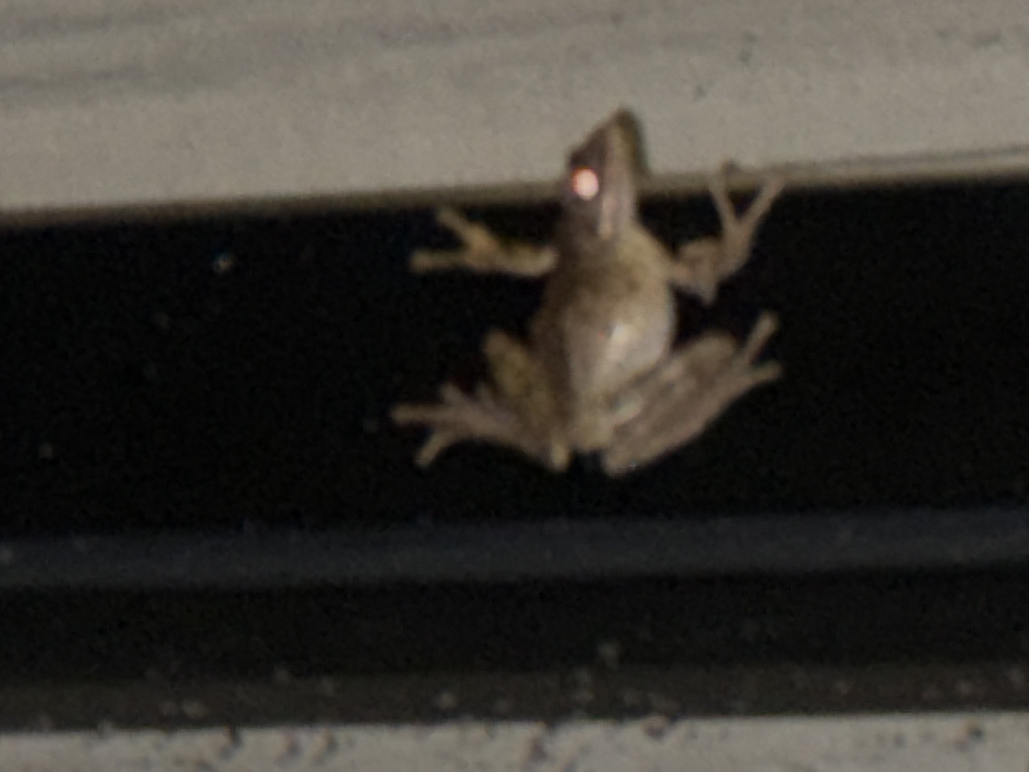 A small, light-brown frog with red eyes is clinging to a dark, horizontal surface. The location is unknown. There is no evidence to suggest the location is in Kuta Selatan, Indonesia.