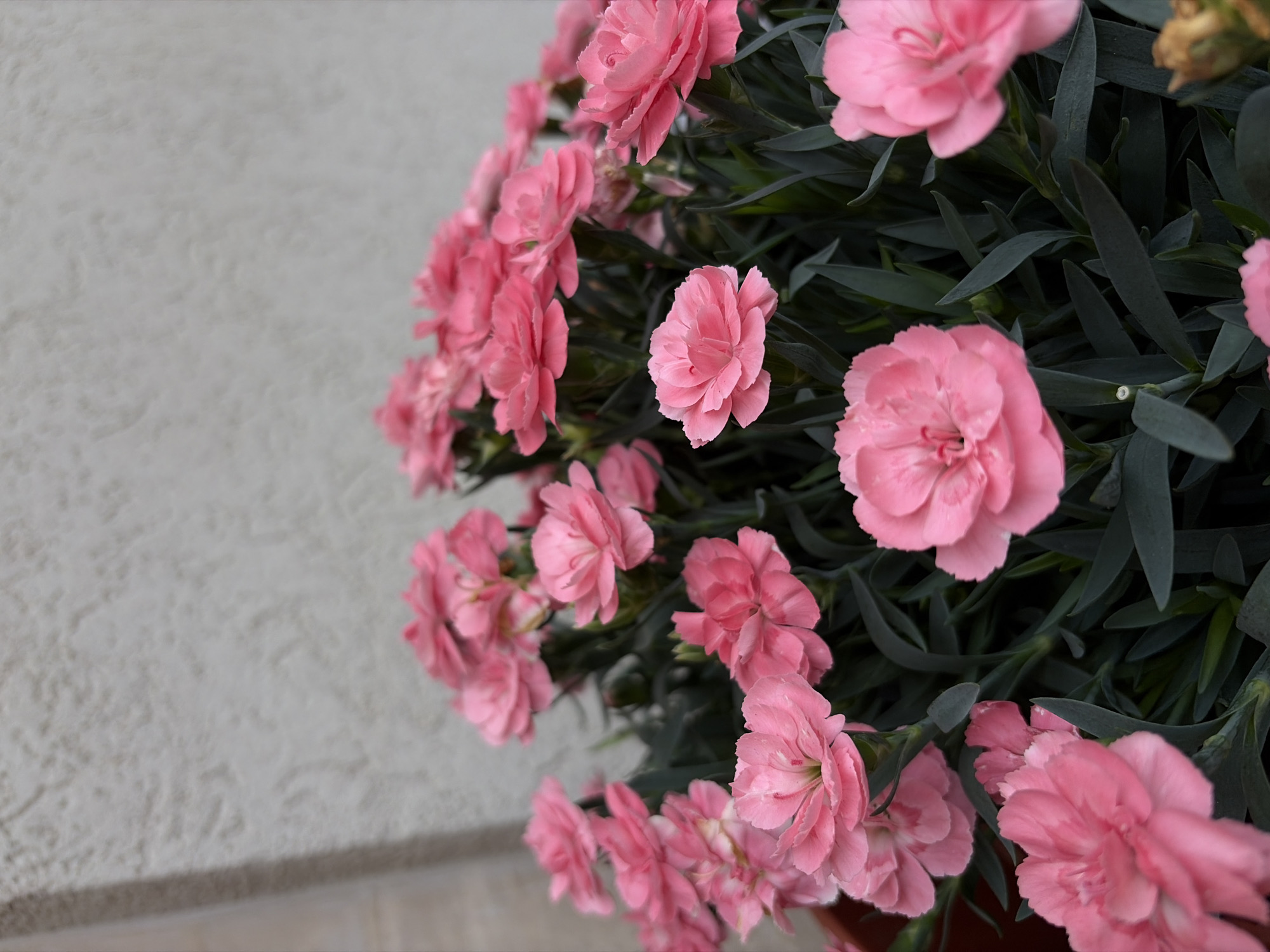 The image depicts a cluster of pink carnation flowers. The flowers are densely packed together, with some fully bloomed and others still budding. The leaves of the plants are long and slender, and a dark green hue. The flowers are positioned against a pale grey wall.