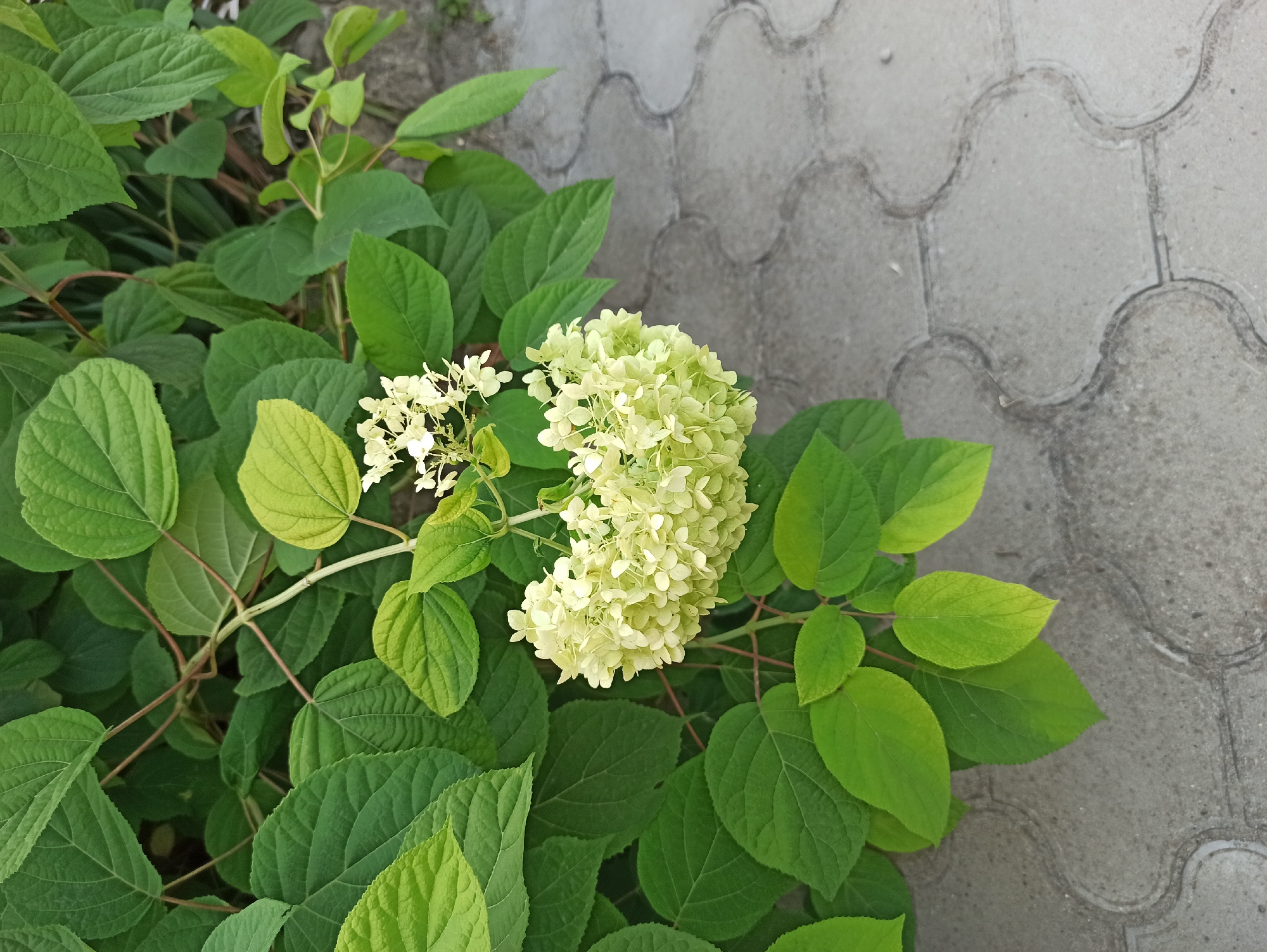 In Anapa, Russia, a close-up shot captures a cluster of light green hydrangea flowers surrounded by lush green leaves. The flowers are dense and rounded, with individual florets clearly visible. The leaves are broad and ovate, with some showing a lighter green hue, indicating they might be younger or receiving more sunlight. A few thin, reddish-brown stems are interwoven amongst the foliage. To the right of the plant, a paved area is visible, composed of interlocking light gray concrete pavers with a distinctive quatrefoil shape. The paving stones show some signs of wear and staining. The overall scene is one of natural growth juxtaposed with an urban hardscape.