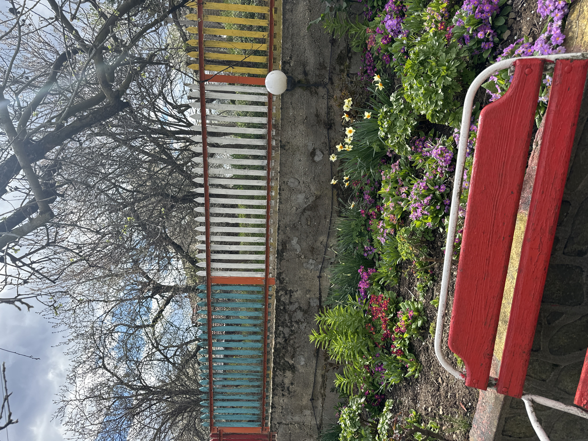 The image captures a garden scene in what is likely Frolosh, Bulgaria. A colorful, dilapidated wooden fence runs vertically across the frame, transitioning from yellow at the top to white in the middle, and blue at the bottom. A bare tree with many thin branches is visible behind the fence. To the right of the fence, a concrete wall is positioned alongside a flower bed with blooming purple, yellow, and red flowers. A portion of a red and white park bench is in the lower right corner. A spherical light fixture is attached to the concrete wall. The sky is overcast with some blue patches visible.