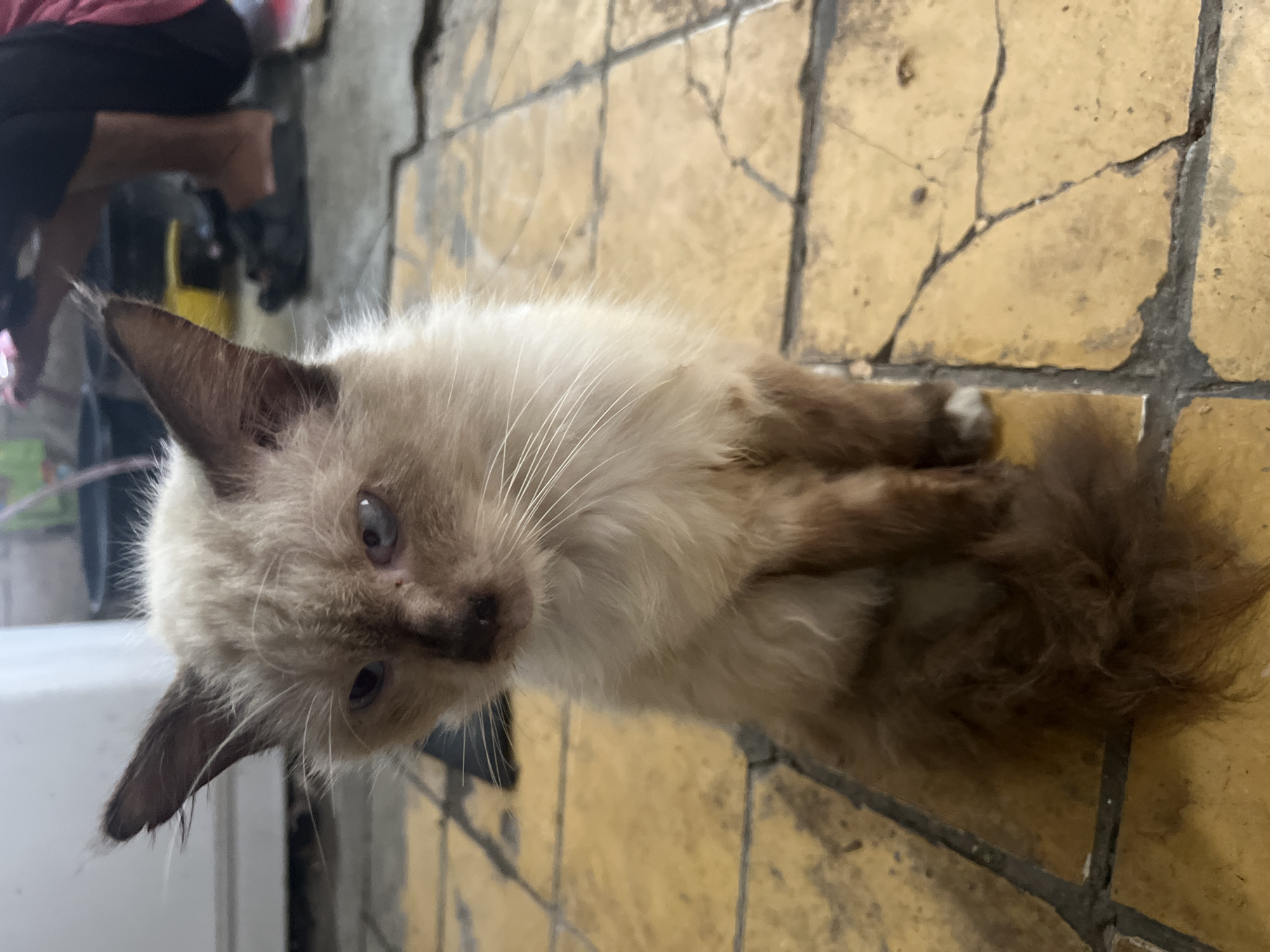 A fluffy, light brown and cream-colored cat with dark brown points on its ears and nose is sitting on a cracked yellow tiled floor. The cat has blue eyes and white whiskers. In the background, out of focus, a person is standing with their legs visible, wearing dark pants and sandals. There are also some black plastic buckets and other objects scattered on the floor in the background. The scene appears to be in an outdoor or semi-outdoor setting, possibly a patio or alleyway, consistent with a location in Klapanunggal, Indonesia.