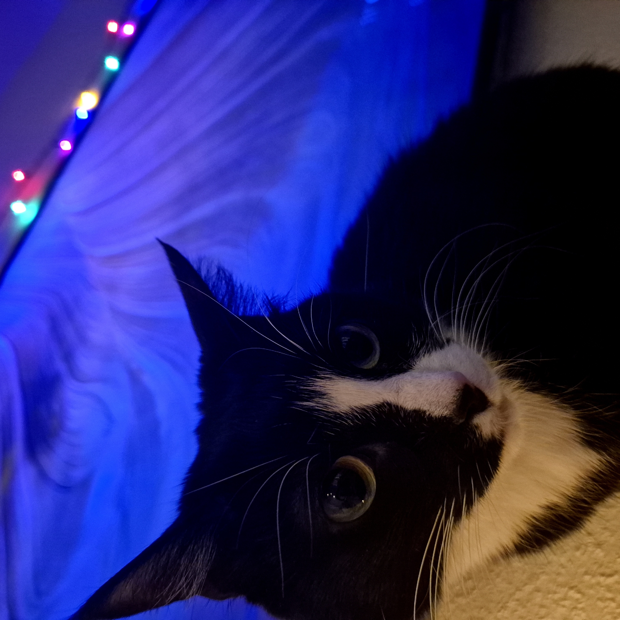 The image features a black and white cat looking up at the camera. The cat's face is partially illuminated, highlighting its eyes and whiskers. The background consists of a light blue textured surface with a string of colorful lights along the top left edge. The scene does not appear to be set in Strasbourg, France.