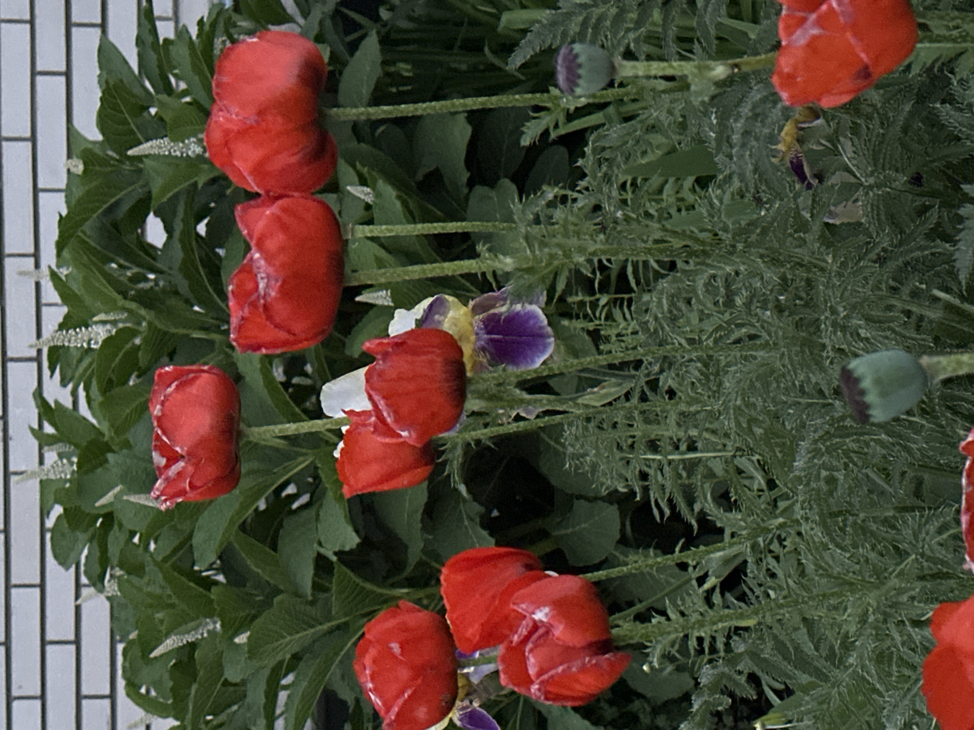 This image captures a vibrant garden scene in Chaikovsky, Russia, primarily featuring several red poppy flowers. In the foreground and midground, eight distinct red poppy blooms are visible, characterized by their large, cup-shaped petals. Some of these petals display faint white streaks or markings. The poppies are supported by robust, hairy green stems, and their deeply lobed, serrated foliage, also covered in fine hairs, extends throughout the lower half of the frame.
Towards the center-left midground, a purple and yellow iris flower is partially visible, nestled among the poppy stems and leaves. A small white flower is also faintly discernible behind a red poppy bloom in the upper right. Two poppy seed pods are present: a prominent, developing green pod with a purplish crown is located in the lower-right midground, and a faded brown, spent pod is visible at the far upper right.
The background is dominated by a dense green bush featuring larger, smoother leaves and several upright, spiky white flower stalks. Above this foliage, a white brick wall with dark gray mortar lines is visible at the top of the frame, suggesting a nearby structure or boundary. The scene is illuminated by soft, even light, indicating an absence of direct, harsh sunlight. No people, animals, or specific actions are depicted in the frame.