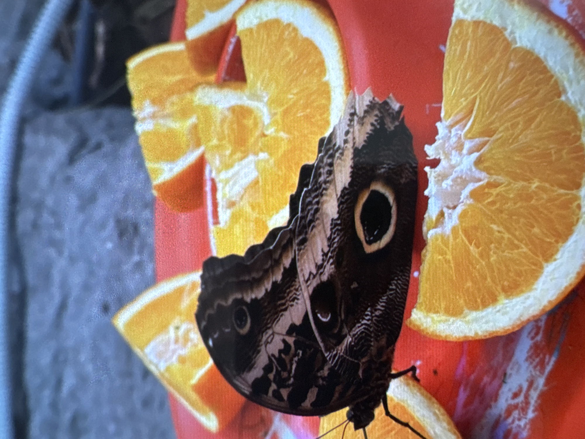 The image displays a close-up of an Owl Butterfly, characteristic of the *Caligo* genus, positioned on a red surface among several orange slices. The butterfly exhibits dark brown and black intricate patterns on its wings, with prominent circular eyespots featuring lighter centers visible on its lower wings. Its head and antennae are visible towards the left side of the frame. The orange slices, some cut into wedges and others into semi-circular halves, are arranged on the red surface. The red surface functions as a container or feeder for the fruit and butterfly. The background is blurred, showing an indistinct texture of grey and blue. This scene is located in the city of Vratsa, Bulgaria.