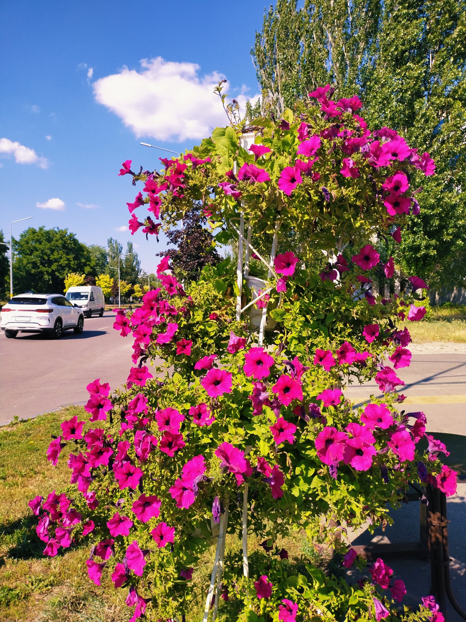 A vibrant display of pink petunias cascades from a decorative white trellis, creating a lush, floral centerpiece in the foreground. The petunias, in full bloom, exhibit deep pink to magenta hues, with some showing darker centers. Behind the flowers, the scene transitions to an urban street on a bright, sunny day.
To the left, a modern white SUV is seen driving on the asphalt road, followed by a white van. The road is lined with a grassy verge and sidewalk. In the background, mature trees with dense green foliage form a verdant backdrop. The sky above is a clear, brilliant blue, dotted with fluffy white clouds, suggesting fair weather. The lighting indicates it is likely midday or early afternoon, given the strong sunlight and shadows. The setting appears to be a street in a town or city, possibly Horishni Plavni, Ukraine, characterized by the presence of vehicles, streetlights, and well-maintained greenery. The overall impression is one of a cheerful and well-kept urban environment during pleasant weather. No people are visible in the frame. No visible text is present.