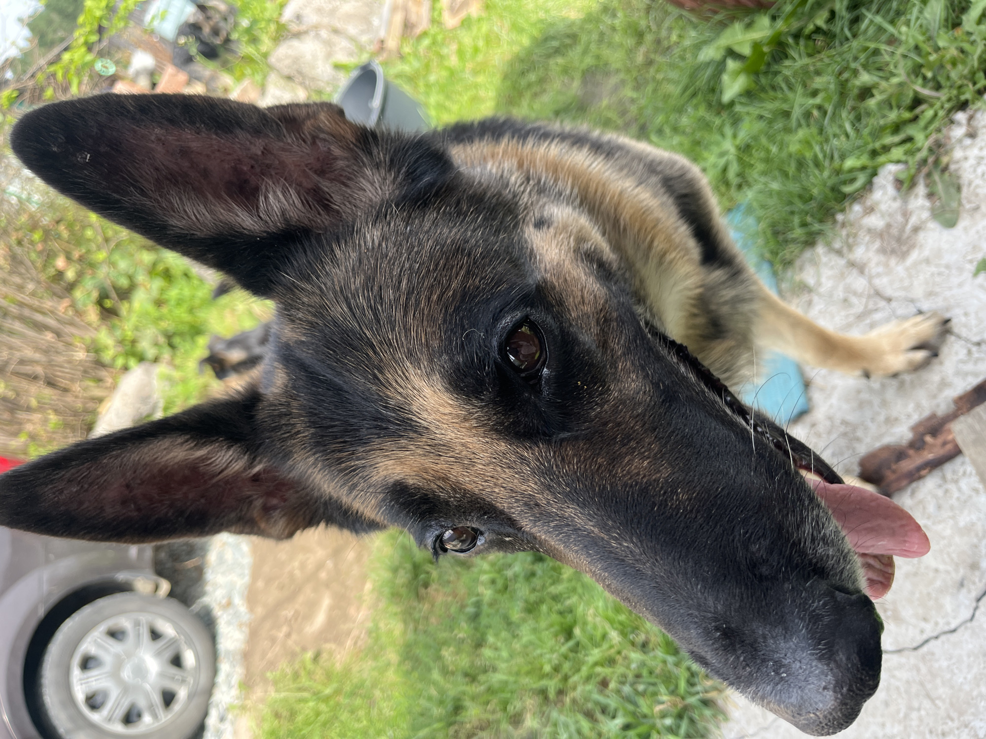 A German Shepherd dog is pictured outdoors, with its head and front torso filling most of the frame. The dog's coat is predominantly black and tan, with brown eyes. Its tongue is partially visible, hanging out of its mouth. In the background, a portion of a gray car's wheel and tire is visible on the left side of the image. The ground appears to be a mix of gravel and concrete paving stones, with green grass and some vegetation growing around. The overall setting suggests a residential yard or an outdoor area. There is no specific information that can place this image in the city of Nizhny Tagil, Russia.