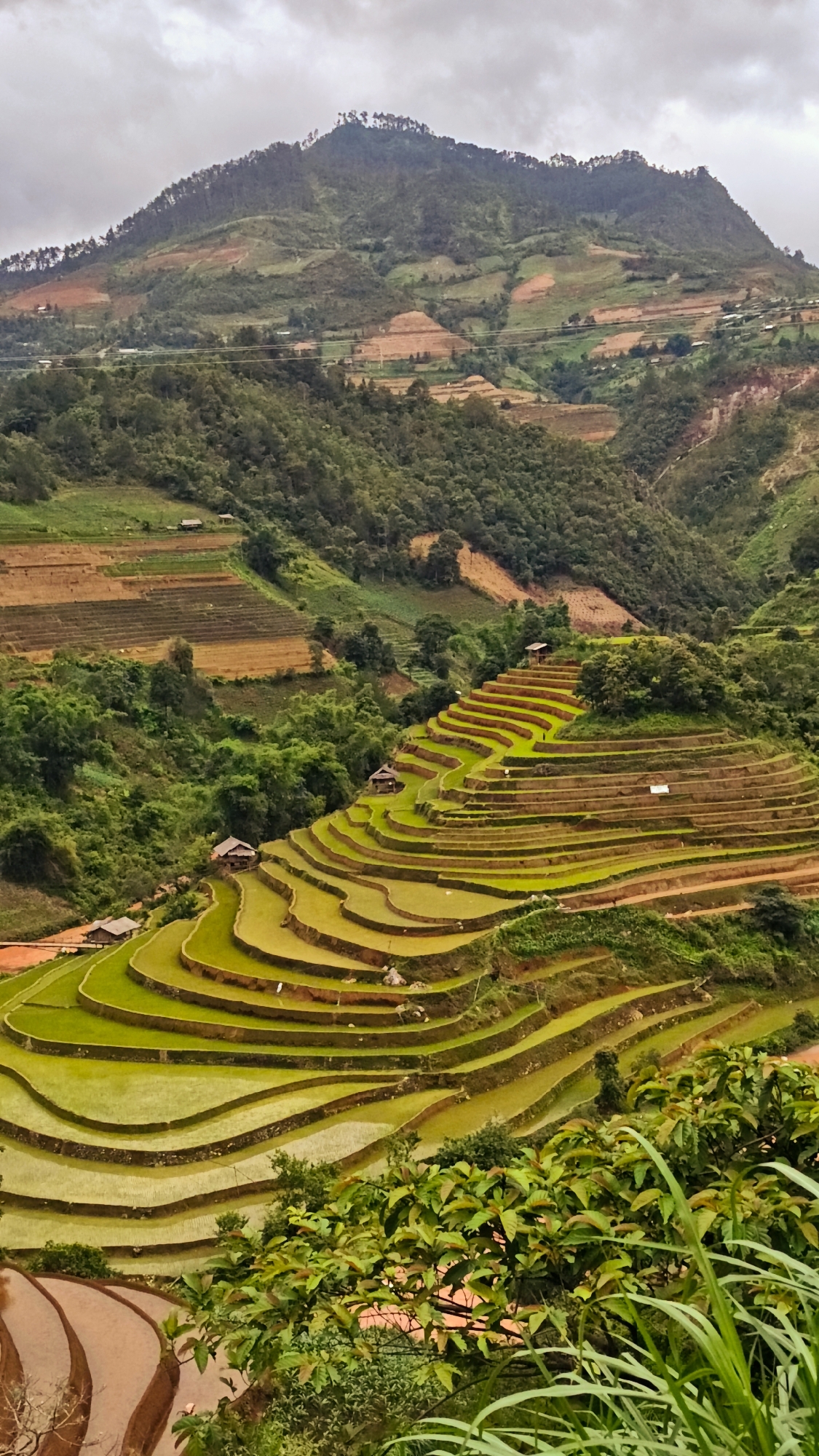 This image depicts an extensive agricultural landscape in Mù Cang Chải, Vietnam, characterized by numerous rice terraces under an overcast sky. The upper section is dominated by a large, tree-covered mountain range, featuring dense green foliage and several reddish-brown areas indicative of cleared or tilled land. A high peak in the center-top is sparsely treed.
Descending the mountain slopes, a complex system of terraced rice paddies unfolds. The majority of these terraces, particularly in the midground and foreground, are vibrant green, suggesting active cultivation of rice. These paddies form distinct, curvilinear patterns following the natural contours of the terrain. Some lower terraces on the left and patches in the upper right exhibit a reddish-brown hue, indicating either fallow land, freshly tilled soil, or water-filled paddies awaiting planting.
Scattered throughout the terraced landscape and on adjacent slopes are several small, rustic structures, resembling huts or shelters, each with a dark roof. Prominent examples include one near the top right of the main green terraces, one in the middle-left section, and a couple visible further up on the left side. Lush green vegetation, including larger-leafed plants, occupies the immediate foreground on the right, partially obscuring the lower terraces. No human figures are discernible within the scene. The overall environment is mountainous and rural, heavily shaped by agricultural practices.