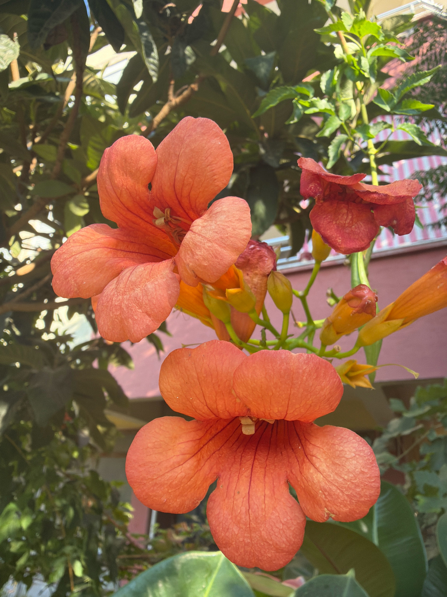 A close-up, low-angle outdoor shot features two bright orange trumpet-shaped flowers in the foreground, with one flower positioned above and to the left of the other. The upper flower is slightly out of focus, while the lower flower is sharp and detailed, showcasing the texture of its petals and darker orange veins. Behind the flowers, a cluster of unopened yellow flower buds and a single, smaller red flower are visible. The background consists of lush green foliage, branches of a tree, and a building with pink and white striped siding. The scene is bathed in natural sunlight, creating highlights and shadows. The overall impression is a vibrant natural scene set against an urban backdrop. This scene could be located in any garden or park within Antalya, Turkey, given the Mediterranean flora and architectural style.