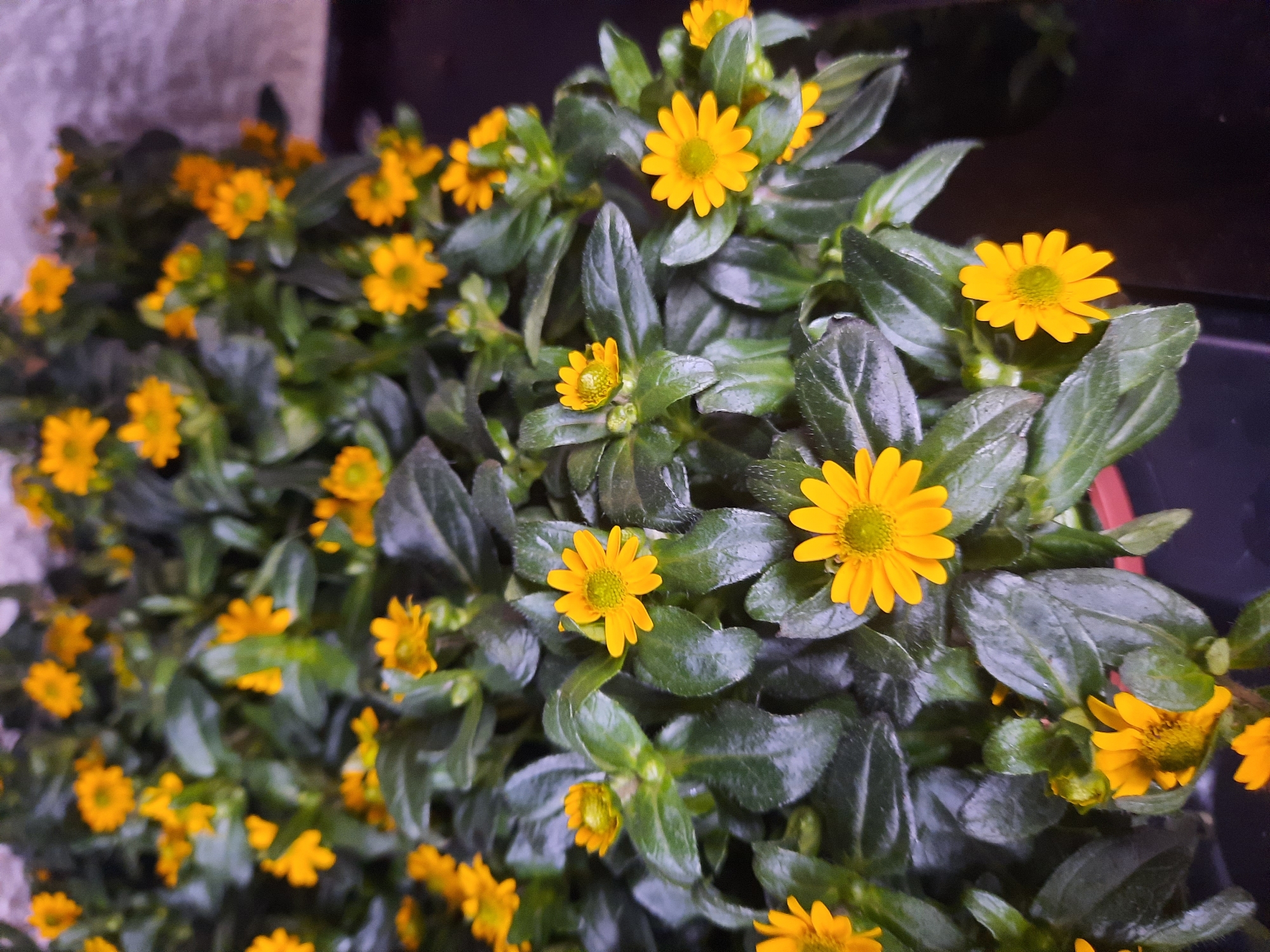 The image depicts a dense cluster of small yellow flowers with green leaves. The flowers are brightly colored with numerous petals radiating from a central disc. The leaves are dark green and somewhat glossy, with a textured surface. The arrangement suggests a potted plant or a garden bed. The background is dark and out of focus, with a hint of a textured wall on the upper left. There are no people or discernible human interactions visible. The image appears to be a close-up shot of the flora. It is not possible to determine the location in the city of Rosenheim, Germany from the provided image.
