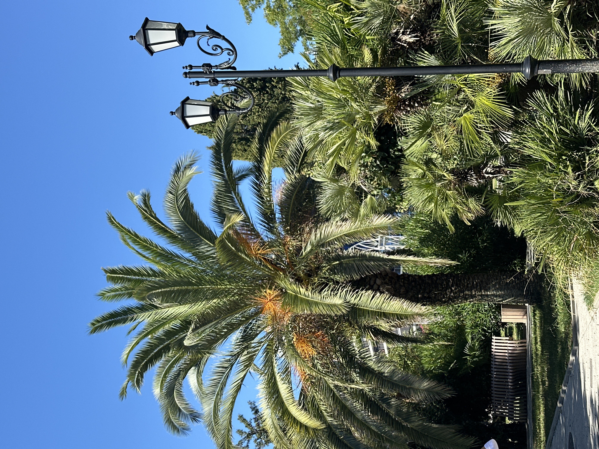 The image depicts a park scene in Sochi, Russia, under a clear blue sky. A large palm tree with green fronds and some visible orange fruit stands prominently in the center left. To its right, a black ornate lamppost with two white lamps rises. The foreground features a paved walkway with dappled sunlight, bordered by lush green grass and various types of palm foliage. In the middle ground, a wooden bench is visible near a trash receptacle. A building with a distinctive arched window structure is partially visible in the background, peeking through the dense greenery.