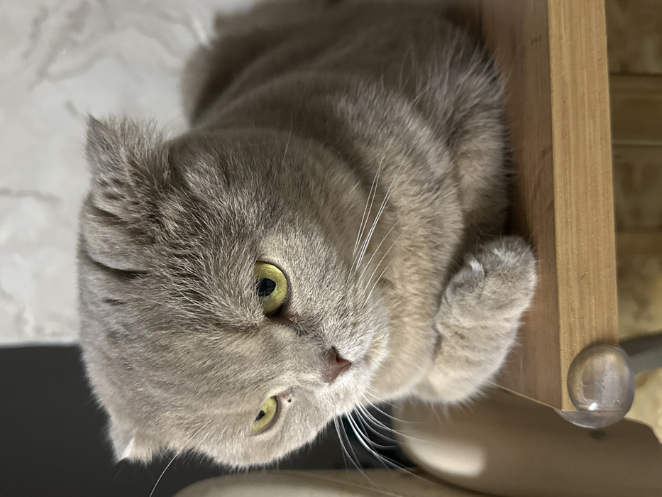 A Scottish Fold cat with gray fur and green eyes is lying on its side. The cat's paw rests near the edge of a wooden surface or piece of furniture. The background is blurred, but it seems to be a simple interior space with a light-colored surface visible behind the cat's head. The angle is tilted and close up, focusing on the cat's face and front portion of its body.