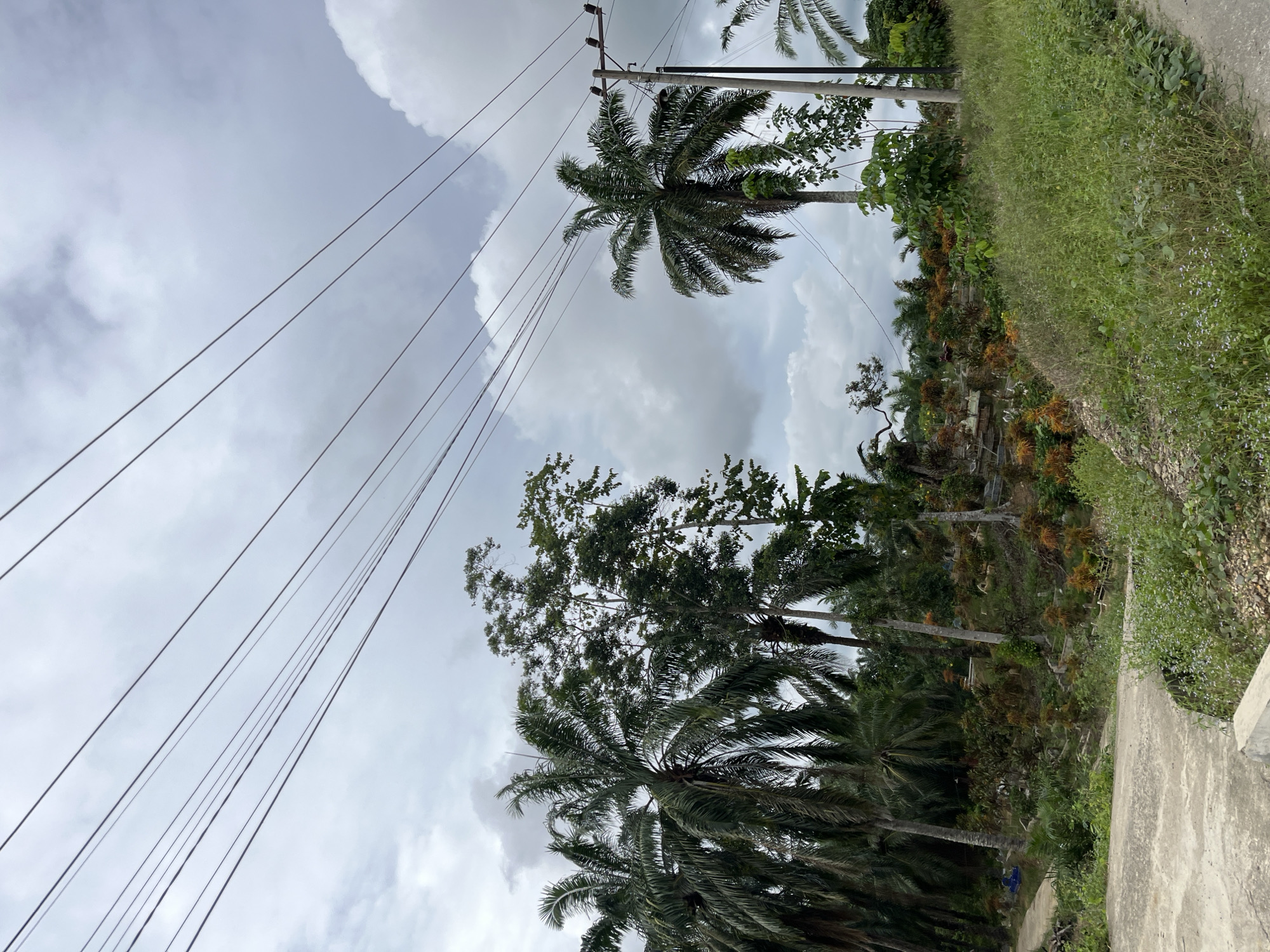 This image captures a cloudy day in Sukaramai Dua, Indonesia. A dirt road winds through the foreground, bordered by overgrown green grass and some small flowering plants. In the middle ground, a hillside is densely covered with various trees and plants, including palm trees and smaller ornamental bushes with orange and green foliage. A few structures, possibly part of a nursery or garden, are visible amongst the greenery. Utility poles with multiple power lines stretch across the upper portion of the frame, disappearing into the overcast sky. The overall impression is of a rural or semi-rural landscape with active vegetation under a somber sky. No people are visible in the image.