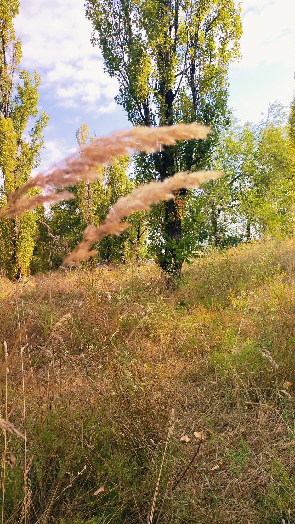 In Horishni Plavni, Ukraine, an outdoor scene presents a low-angle view of a meadow area. In the foreground, dry, tan-colored grass and reeds dominate the frame, some with feathery plumes. The middle ground transitions into a mix of green and brown grasses, with scattered small white wildflowers. Behind this, tall trees with green foliage are visible, some with leaves tinged with yellow, suggesting an autumn season. The sky above is blue with scattered white clouds. The overall impression is a natural, overgrown grassy area with a backdrop of trees.