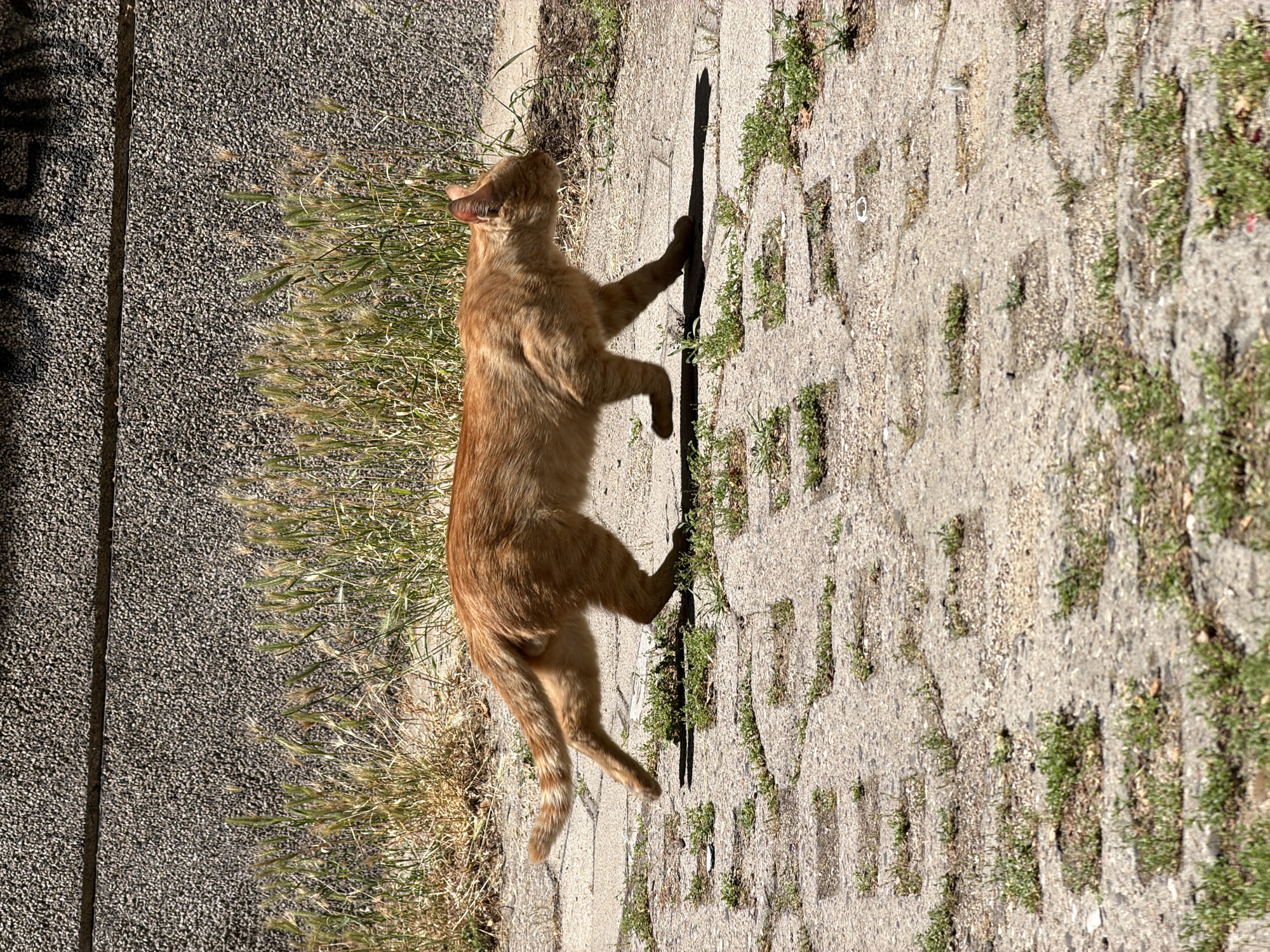 An orange tabby cat stands on a paved walkway with tufts of grass growing between the pavers. The cat is facing left, looking upwards with its body angled slightly away from the viewer. Its tail is curled slightly. The sun is casting a long shadow of the cat on the walkway, indicating it is likely late afternoon or early morning. The ground to the left of the walkway is covered in dark gravel. The scene appears to be outdoors in a sunlit environment. There is no visible text in the image.