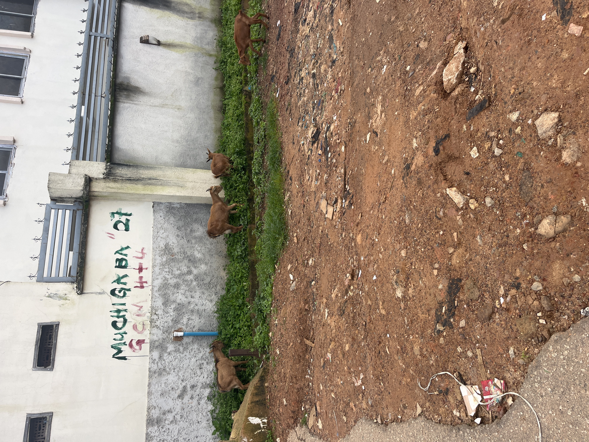 Four brown goats are grazing on a patch of green vegetation. The goats are on the left side of the image, while the right side features a dirt and rocky terrain littered with debris. In the background, a weathered wall displays graffiti in green and red paint. The wall is part of a building with barred windows and a metal fence. The scene appears to be an outdoor environment in the city of Jos, Nigeria, characterized by the building, the goats, and the condition of the ground.