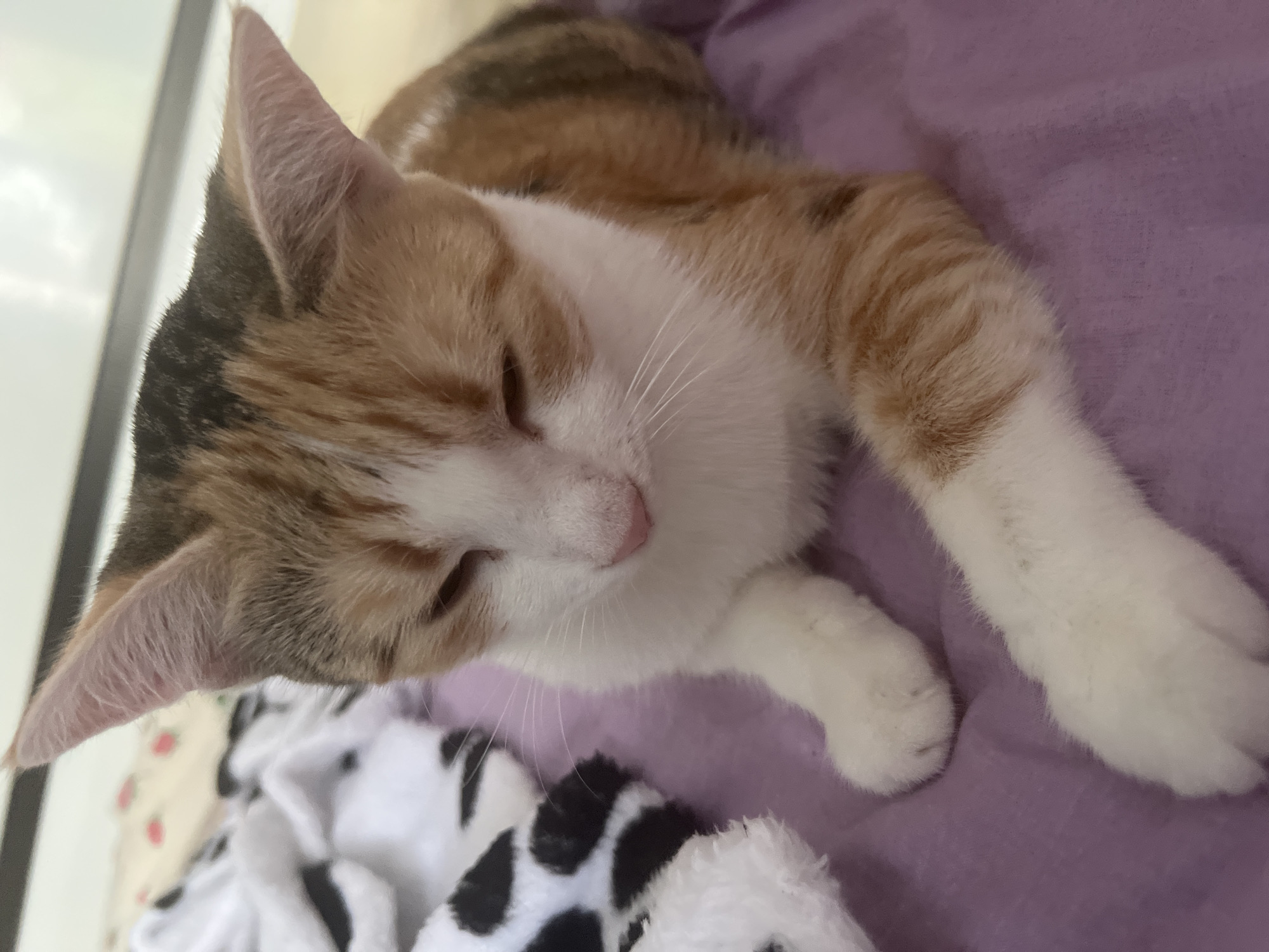 A calico cat is lying on a purple blanket. The cat has white, orange, and black patches of fur. Its eyes are closed, and its pink nose is visible. A black and white patterned blanket is visible to the left of the cat. The background is blurred and appears to be indoors, with natural light coming from the top. The image was taken at an eye-level perspective, with the cat as the central subject. There are no people or other animals present in the image. The overall scene is domestic and relaxed. The location is not specified in the image or the prompt.