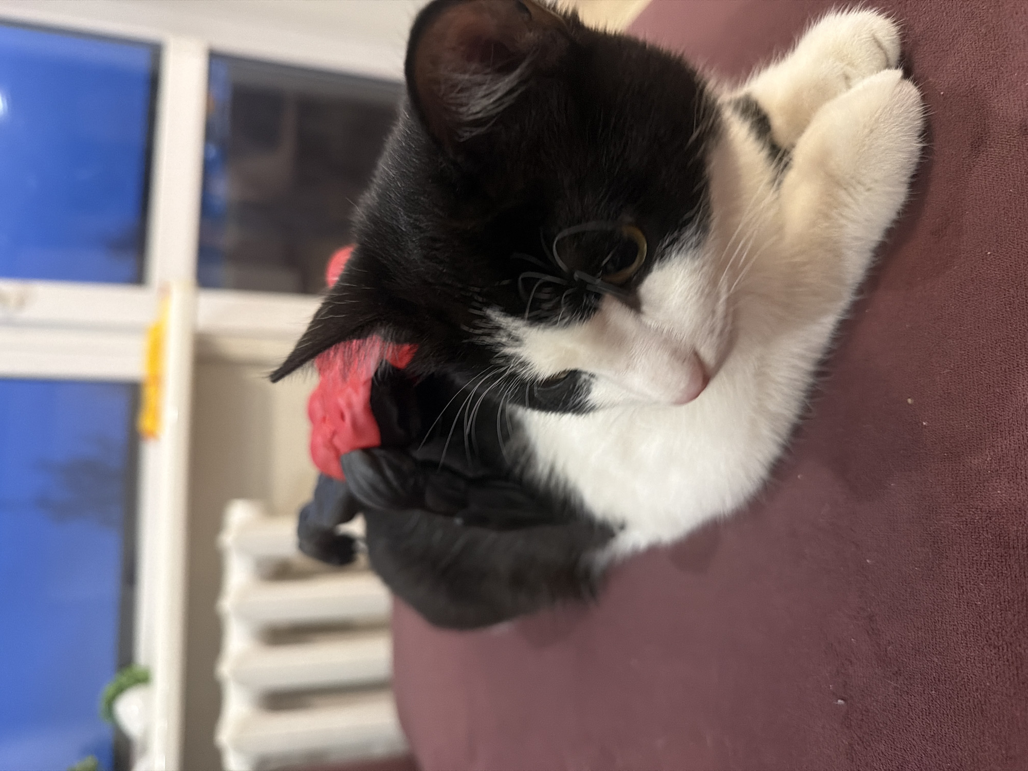 A black and white tuxedo cat is depicted resting indoors, likely in Chaikovsky, Russia. The cat, with prominent black fur on its back, head, and tail, contrasts with its white chest, paws, and parts of its face. It is lying down on a textured, dark red or maroon piece of furniture, possibly a couch or blanket, with its front paws tucked beneath its chest. Its head is slightly lowered, and its gaze is directed downwards and to the right side of the frame.
The cat is adorned with what appears to be a red and black garment or harness. A bright red, possibly plush, material is visible around its neck and shoulders, with a darker, black fabric extending further down its back. Notably, two small, black elastic bands, resembling hair ties, are visible resting on the white fur near the cat's left eye (viewer's right).
In the background, a large window with white frames occupies the left side of the image, showcasing a clear blue sky, suggesting either daytime or dusk. Below the window, a white radiator or heating unit is visible. A faint green object can be seen near the bottom left window pane, and a thin, yellow vertical object is positioned near the window frame. The overall setting is domestic, conveying a calm and quiet atmosphere. There is no visible text in the image.