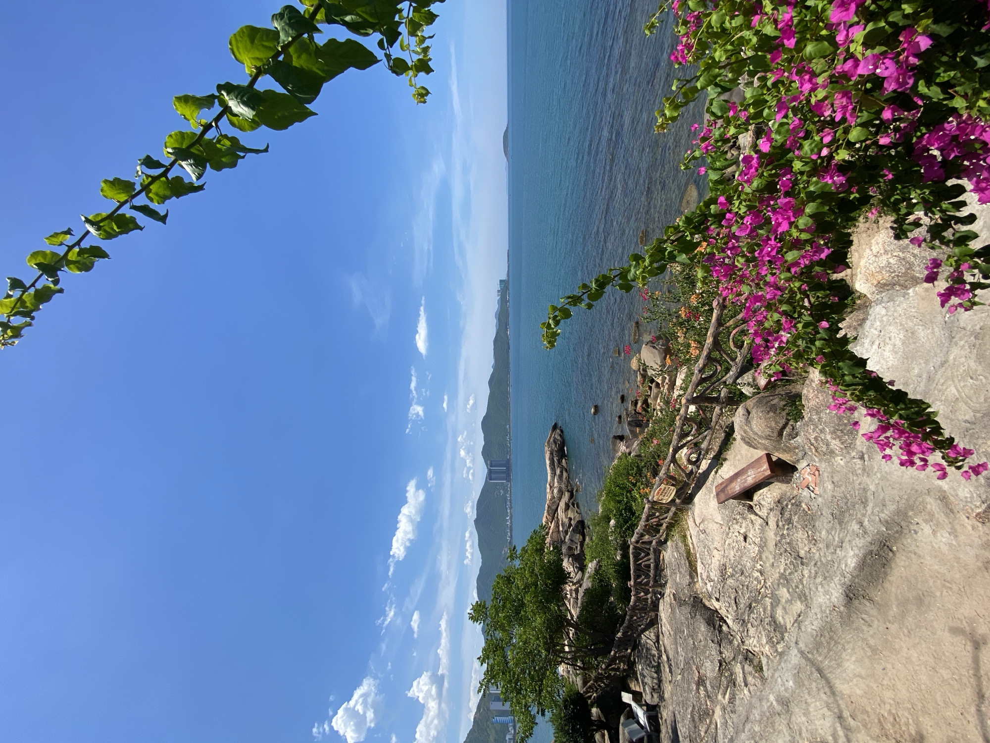 This is a scenic view from a coastal park or viewpoint in Nha Trang, Vietnam. The image captures a clear blue sky with scattered white clouds. The foreground features a rocky landscape with a path and a rustic wooden fence. Bright pink bougainvillea flowers are in full bloom, cascading over the rocks and fence. A wooden bench is visible on the rocks. Beyond the rocky shore, the turquoise ocean stretches out, meeting the horizon. In the distance, the coastline is lined with green hills and some modern buildings and high-rise structures, characteristic of a coastal city. The water appears calm, with sunlight reflecting off its surface. The overall scene evokes a sense of tranquility and natural beauty.