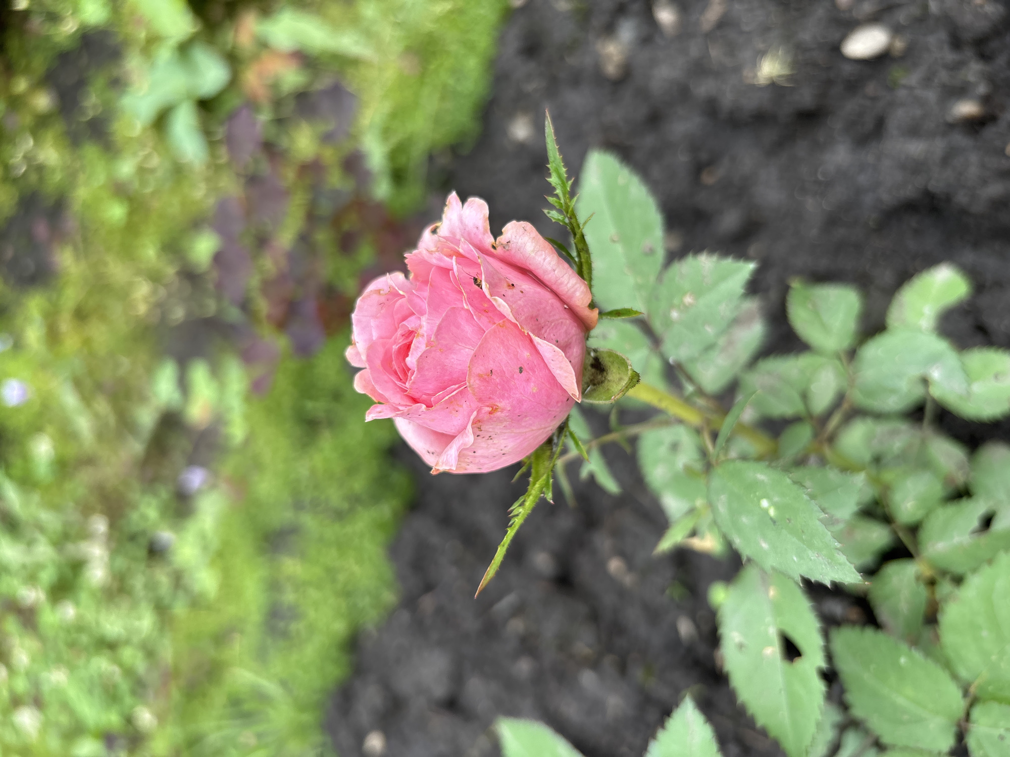 A close-up, slightly angled shot shows a single, pink rosebud in the foreground, with its petals slightly unfurling. The rose is growing in dark soil, with green leaves and spiky stems visible. In the background, out-of-focus green foliage and patches of brown earth suggest a garden setting. The scene appears to be an outdoor garden in the city of Korodvo, Russia.
