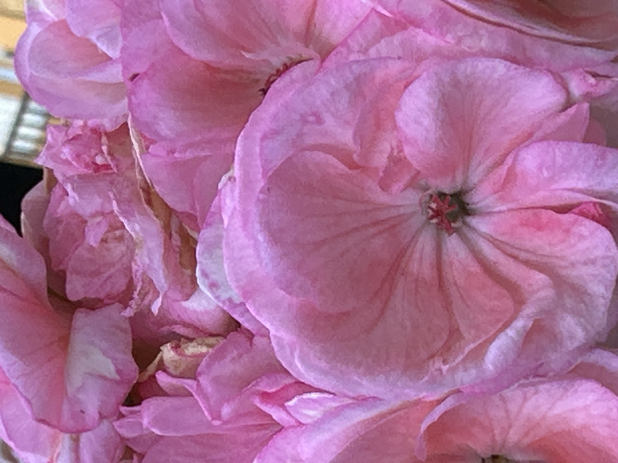 The image is a close-up, overhead shot of a cluster of pink flowers, likely geraniums, with their petals taking up the entire frame. The focus is on the texture and delicate folds of the petals, which are a vibrant shade of pink with some lighter, almost white, areas. The lighting suggests an outdoor setting, possibly on a sunny day, casting soft shadows and highlighting the translucence of the petals. The background is out of focus and appears to be a blurred green and beige pattern, hinting at foliage or a natural environment. No specific landmarks of Lynnwood, United States are visible in this image.