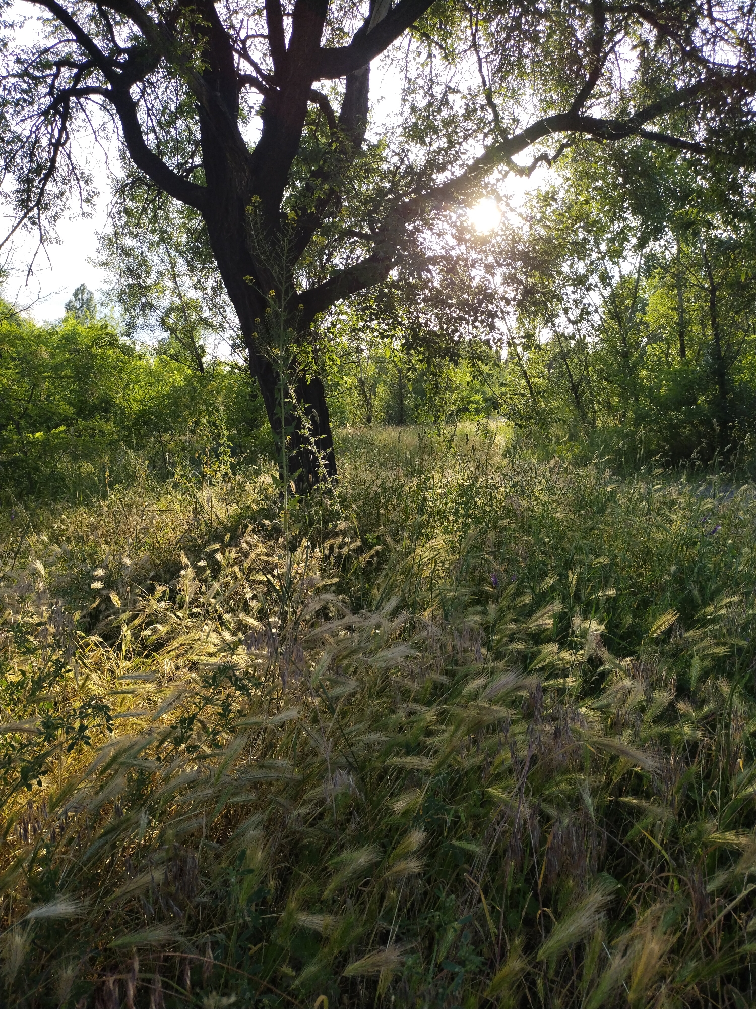 The scene is an outdoor natural environment in Horishni Plavni, Ukraine. A large, mature tree with a thick, dark, textured trunk and robust branches occupies the left-center, largely silhouetted against a bright sky. The sun, positioned low and to the upper-right of the main trunk, casts strong rays through the tree's foliage, creating significant backlighting and a lens flare effect.
The foreground and midground are dominated by dense, tall vegetation, primarily various species of grass and weeds. Many of these grasses feature prominent, feathery seed heads which are intensely backlit by the sun, appearing golden, silvery, and translucent. Interspersed among the grasses are darker green broadleaf plants and some dried, reddish-brown stalks. A few small, scattered purple wildflowers are visible within the green growth. A distinct tall, slender plant with small yellow flowers grows upright near the right side of the large tree's trunk, extending towards the upper frame.
The background, particularly on the right and center, consists of a dense treeline or forest edge, characterized by lush green foliage that appears partially shadowed, indicating depth beyond the illuminated foreground. No human figures, animals, or artificial structures are visible in the image.