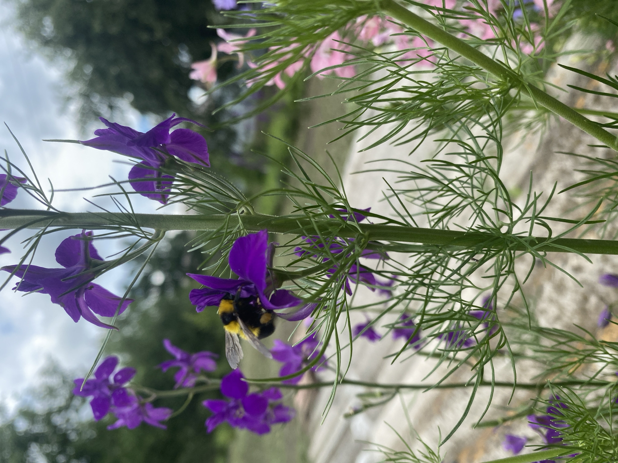 A bumblebee with black and yellow stripes is shown collecting nectar from a vibrant purple delphinium flower. The flower is part of a cluster of purple flowers, with other delphiniums and pink flowers visible in the blurred background. The scene appears to be in a garden or park in the city of Marïnopil, Ukraine, with trees and a cloudy sky visible overhead. The focus is on the bumblebee and the intricate details of the flowers and foliage.