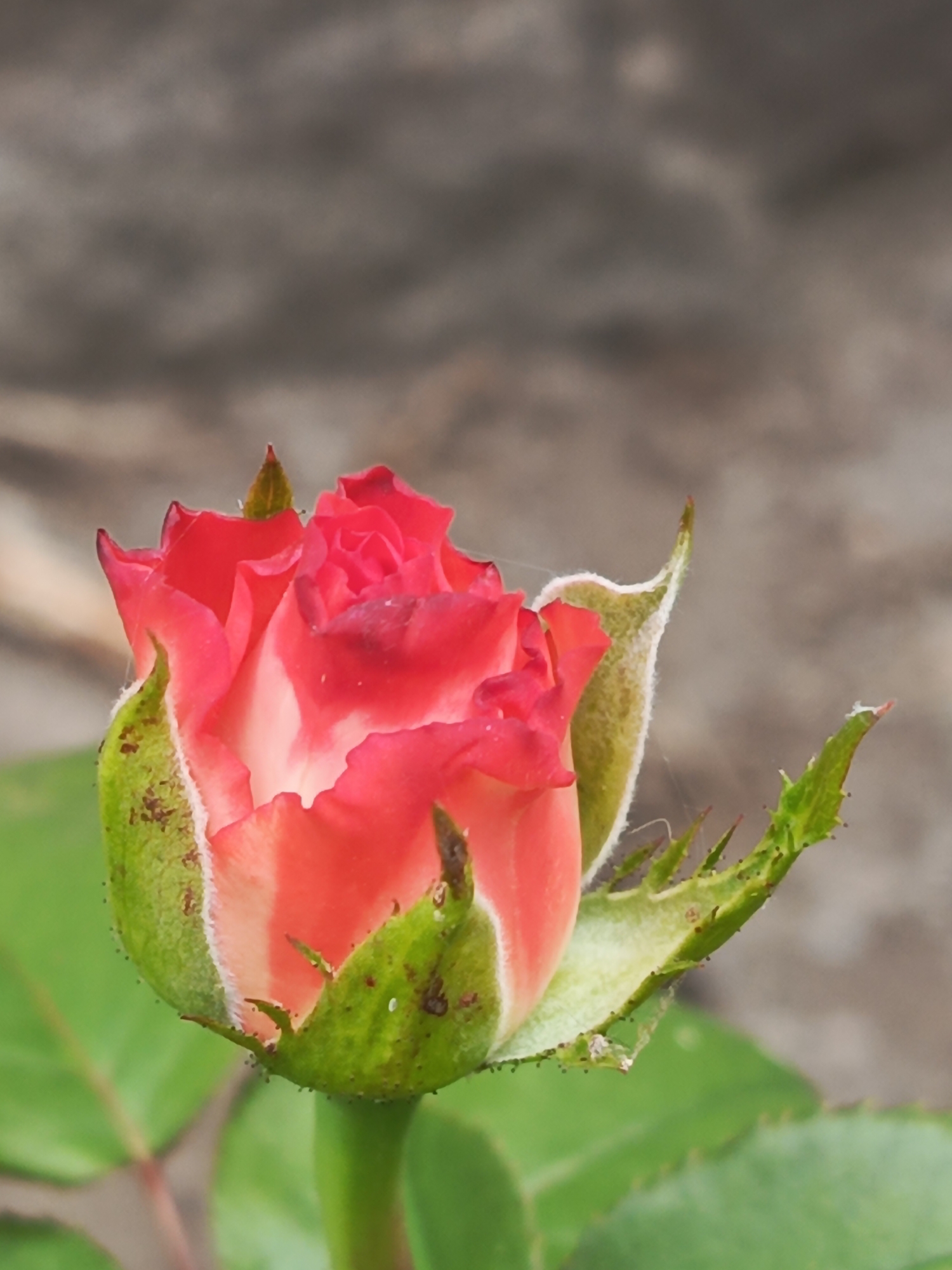 A tight shot focuses on a red and white rosebud with green sepals. The rosebud is in the foreground, with its petals tightly furled, revealing a gradient of color from a deep red at the tips to a lighter white towards the center. Several green sepals curve upwards and outwards, some showing small dark spots. Fine white hairs are visible on the sepals. The background is softly blurred, showing a rough, greyish-brown textured surface that could be a wall or paving stones, and hints of green foliage. The lighting is even, suggesting an overcast day or diffused light. The scene is devoid of any human presence or activity. The location is unknown.