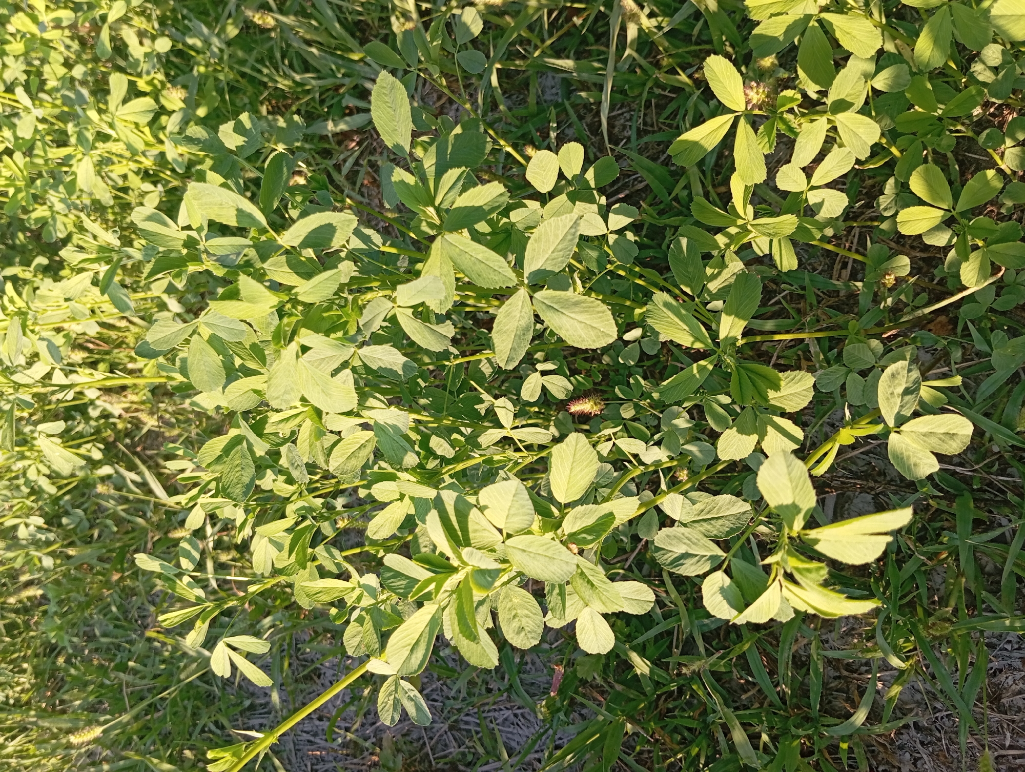 This is a close-up, eye-level photograph of a patch of green clover plants with a few blades of grass growing amongst them. The plants are healthy and vibrant, with the sun casting shadows on the leaves. A small, brown spider is visible in the center of the image, resting on one of the clover leaves. The background is blurred, indicating a shallow depth of field, and the overall lighting suggests it is daytime, possibly late afternoon due to the warm, golden hue of the sunlight. The location is identified as Şirvanlı, Azerbaijan.