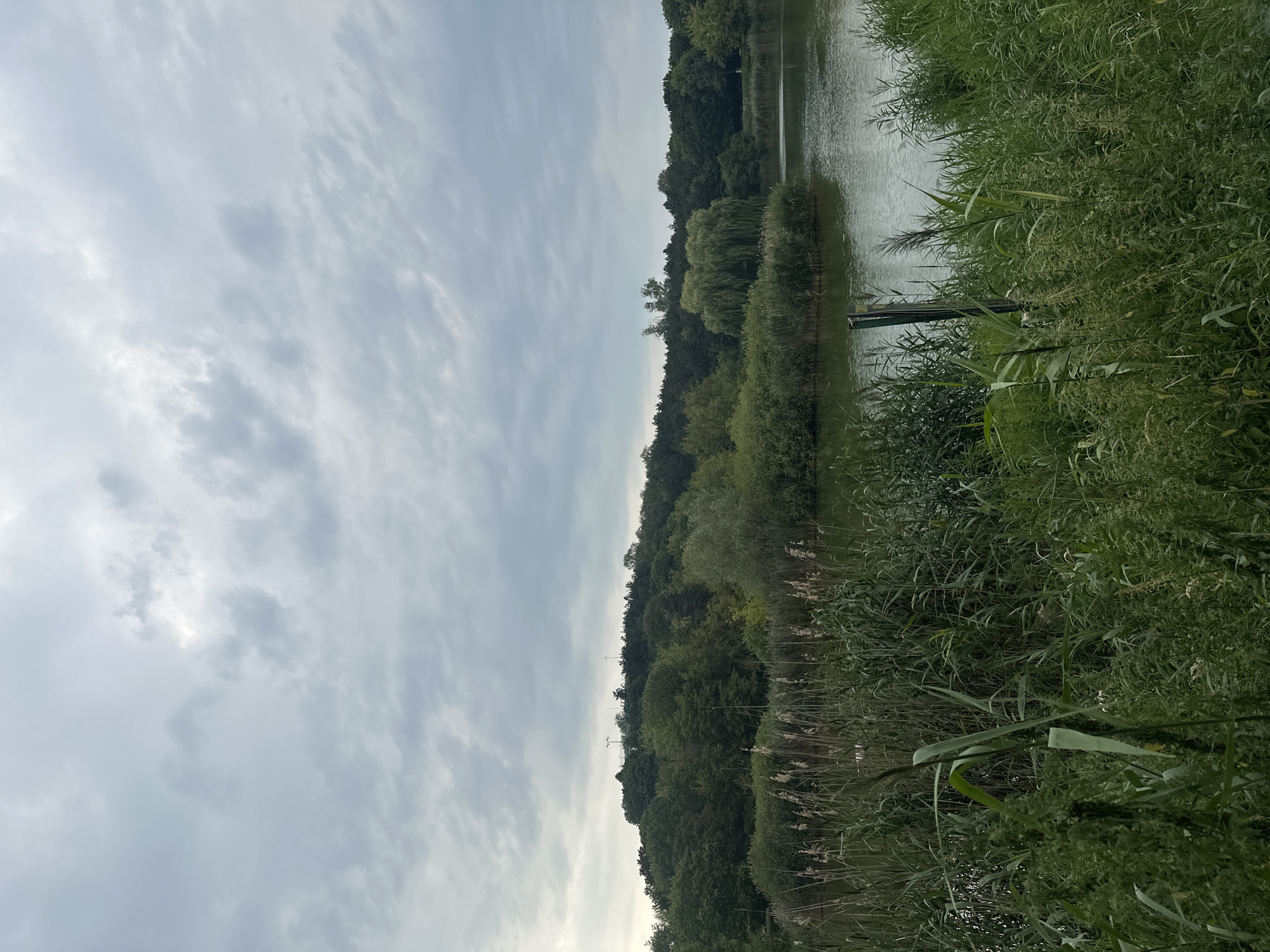 The image depicts a tranquil natural landscape under a cloudy sky. In the foreground, lush green reeds and tall grasses grow along the edge of a calm body of water. The water, a murky green hue, reflects the overcast sky. Beyond the reeds, a dense forest covers a rolling hill, its trees a mixture of dark green and lighter shades. The canopy of the forest is thick, obscuring much of the terrain beneath. A few structures, possibly observation decks or towers, are faintly visible atop the hill. The overall impression is one of serene, untouched nature, likely a park or nature reserve. The specific location in Warsaw, Poland, is not discernible from the image alone.