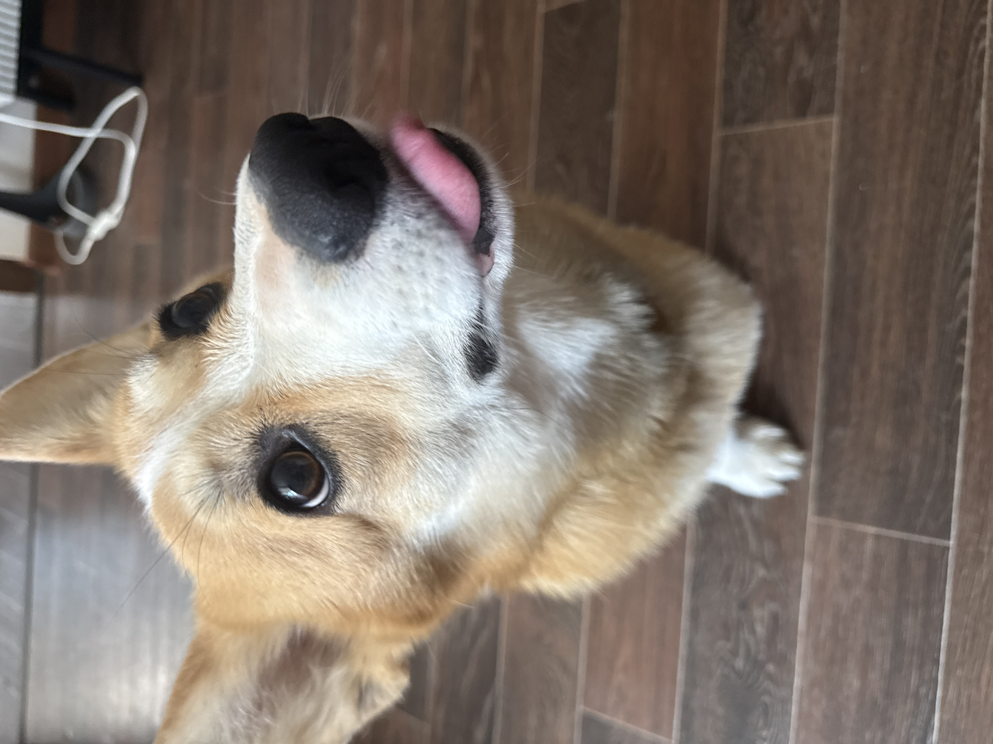 A medium-sized tan and white corgi-type dog with a black nose and pink tongue is positioned in the center of the frame, looking upwards. It is standing on a brown wood-patterned floor. A partially visible white object, likely a wire or cable, is in the upper left corner. The location is not identifiable as Votkinsk, Russia; the indoor setting offers no context for geographical determination.