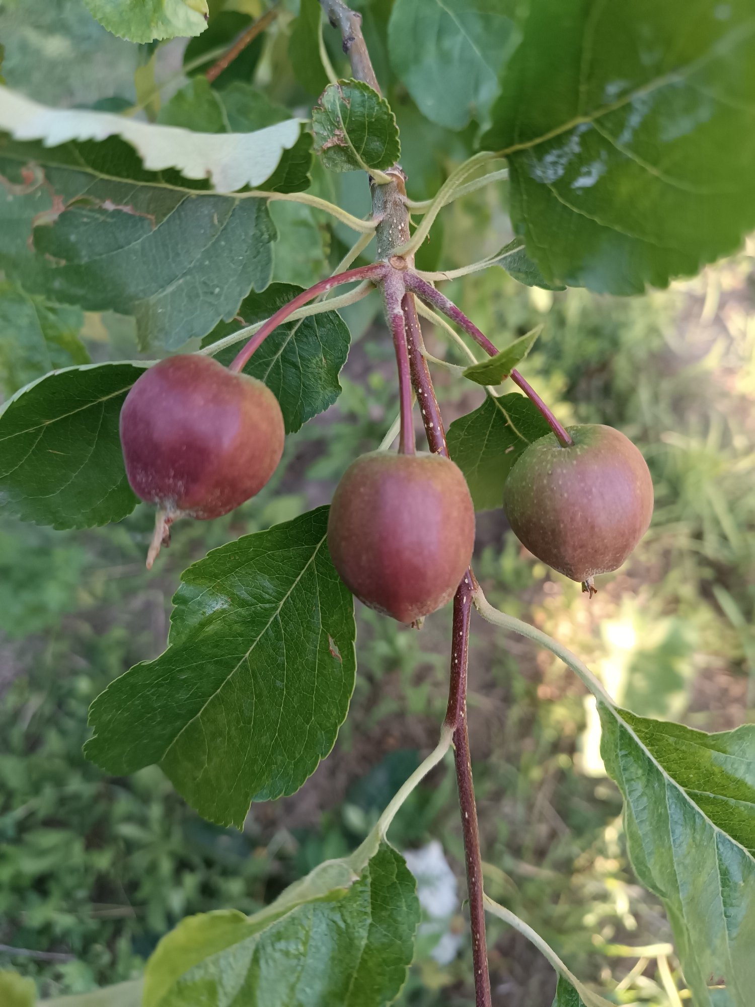 Three small, round, reddish-brown crabapples hang from a branch of an apple tree. The fruits are clustered together, with two on the left and one slightly to the right and back. The crabapples are partially ripe, showing variations in color from deep red to a lighter green. The tree's branch is slender and reddish-brown, with small white speckles. Several green leaves surround the crabapples, some of which appear to have minor damage or discoloration. The background is blurred, showing more green foliage and hints of sunlight filtering through, suggesting an outdoor setting. The scene appears to be a close-up shot, focusing on the developing fruit of the apple tree. No people, text, or specific time of day or weather are discernible, but the natural lighting suggests it is daytime. The location context is Talin, Armenia.