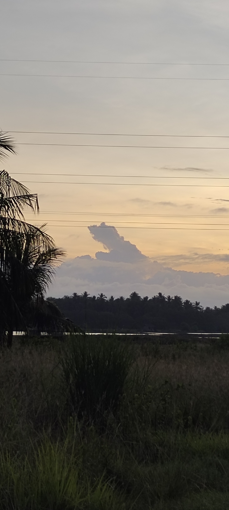 This is a vertical, low-angle outdoor photograph taken at dusk, likely in the city of Lhokseumawe, Indonesia. The foreground is dominated by tall, dry grass, with a cluster of taller green grass in the mid-ground. To the left, the dark silhouette of a palm tree is visible. Beyond the grass, a body of water reflects the soft, pastel colors of the sky. A dense line of dark green trees, also silhouetted, forms the horizon. Above the trees, the sky transitions from a pale yellow near the horizon to a soft grey at the top. Several power lines stretch horizontally across the upper portion of the image. A prominent, unusually shaped cloud formation, resembling a dragon or mythical creature, is centered in the sky above the treeline, illuminated by the fading light. The overall atmosphere is peaceful and serene.