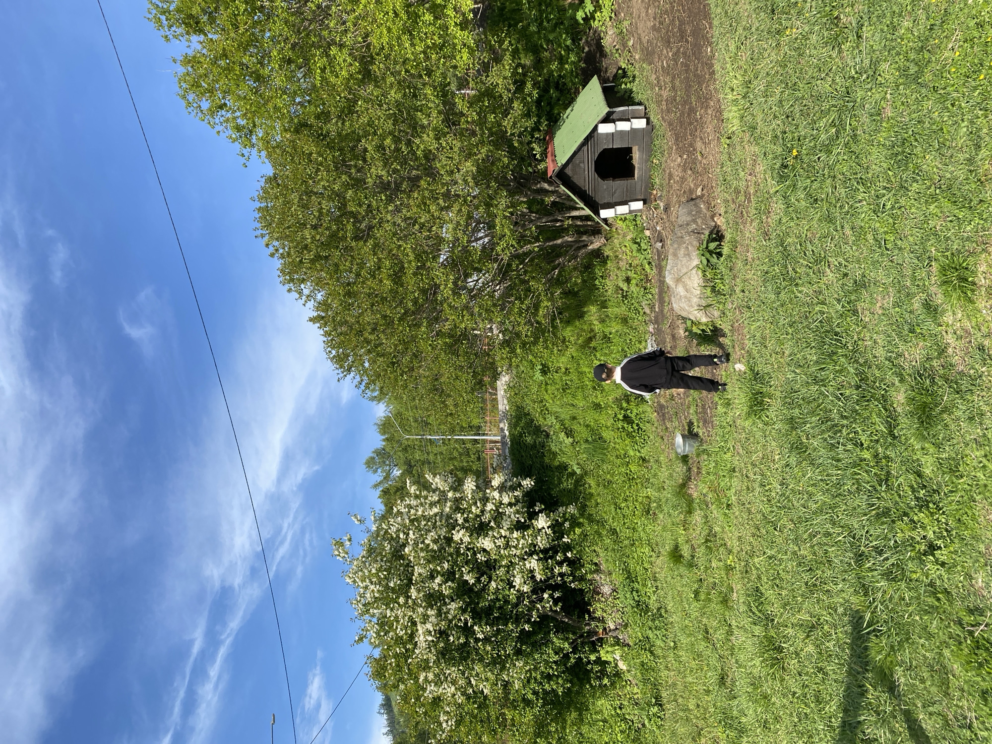 In Listvyanka, Russia, a young person wearing a black tracksuit and a baseball cap stands in a grassy area, facing away from the camera. They are positioned between a large, flowering white tree on the left and a small, dark doghouse with a green roof and white trim on the right. A silver bucket is visible in the grass to the left of the person. The environment is lush and green, with trees and vegetation covering the landscape. The sky above is a bright blue with scattered white clouds. A power line stretches across the upper portion of the image. The scene suggests a tranquil outdoor setting, possibly a yard or a park, in the village of Listvyanka.