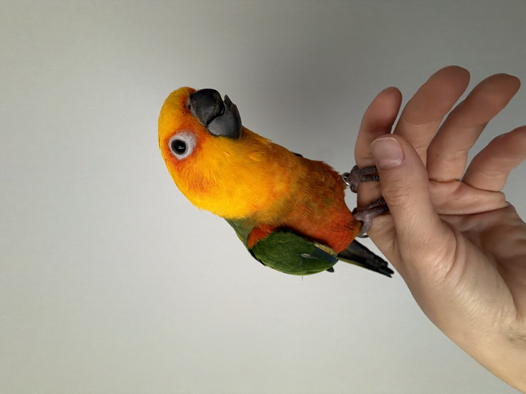 A vibrant sun conure bird is perched on a person's hand. The bird has bright yellow, orange, and green plumage with a dark beak. The person's hand is light-skinned, with fingers extended slightly. The background is a plain, light gray color. There is no information to indicate that the location is in Khimki, Russia.