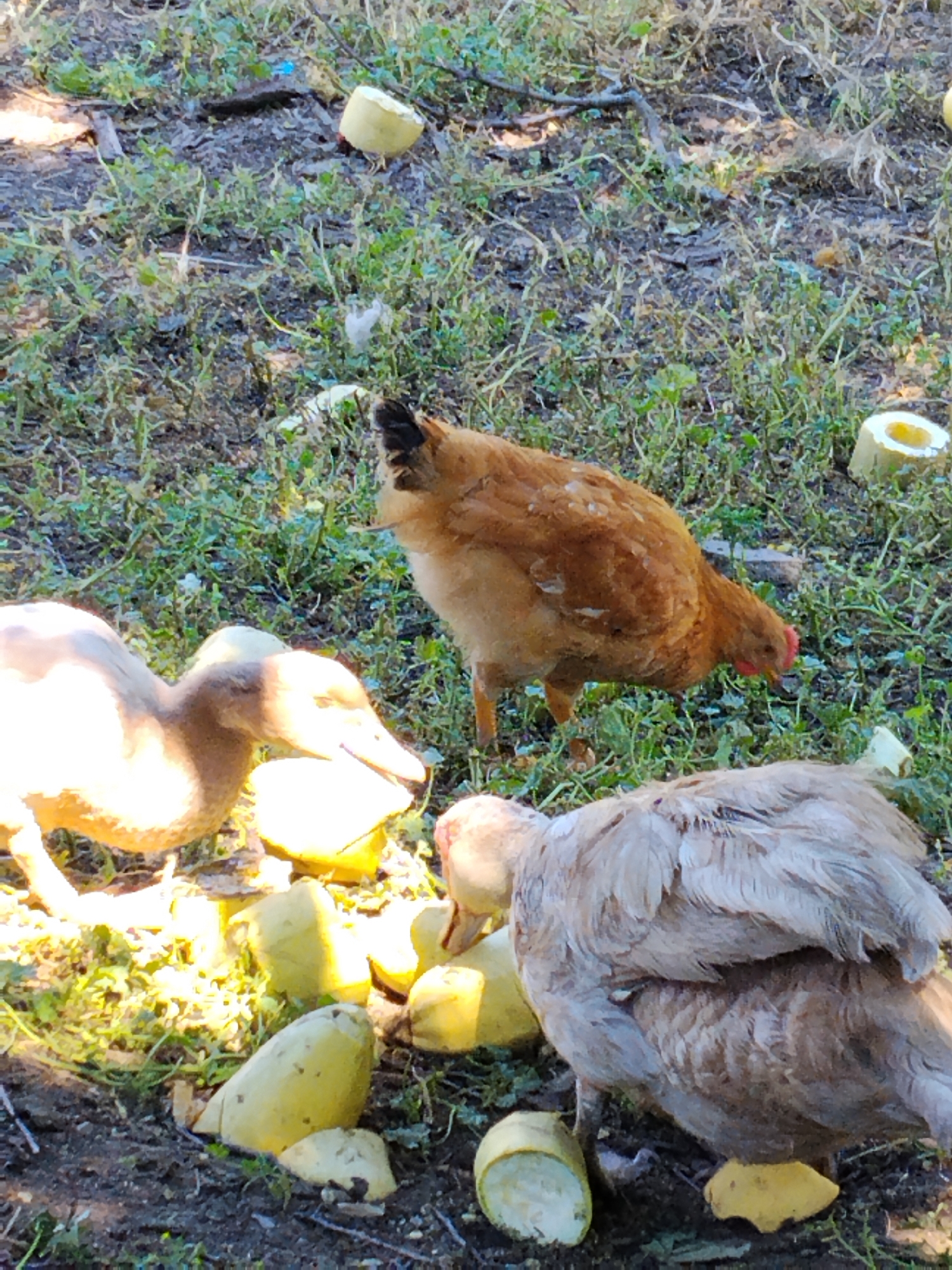 In Ustyvytsia, Ukraine, a brown hen pecks at pieces of yellow fruit scattered on the ground amidst sparse green vegetation and dark soil. Two light-colored ducks are also present, one to the left of the hen, also interacting with the fruit. The other duck is to the right and slightly behind the hen, with its back to the camera, seemingly engaged with the food as well. Scattered around the scene are several more pieces of the same yellow fruit, some appearing to be hollowed out or partially eaten. The ground is a mix of soil and short grass.