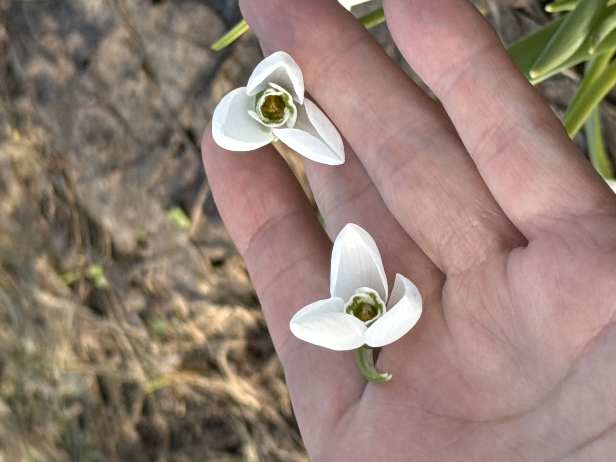 The image shows two white snowdrop flowers held in a person's hand. The flowers have a bell-shaped form with three outer petals. The person's skin is light-toned. The background consists of a blurred, earthy-toned surface with hints of green. There is no verifiable way to ascertain that this image was taken in Chaikovsky, Russia.