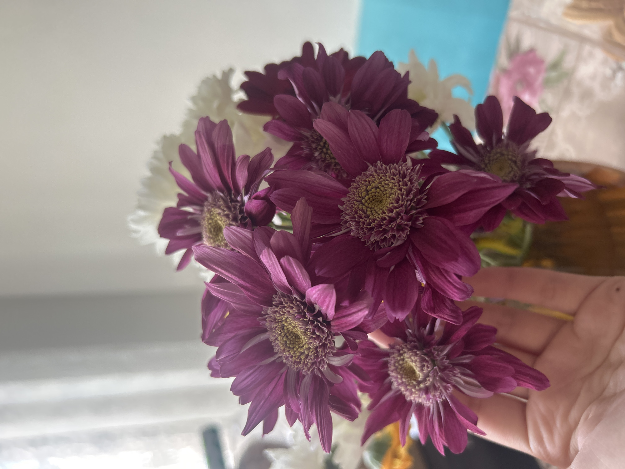 The image depicts a close-up view of a bouquet of flowers, predominantly featuring deep purple chrysanthemums with intricate yellow and purple centers. White chrysanthemums are also interspersed within the arrangement. A blurred hand appears on the right side of the frame, possibly holding the flowers or situated nearby. The background includes a pale blue object and a patterned surface, possibly a curtain or wall covering. The scene appears to be indoors, near a window. The location is Unknown, Unknown.