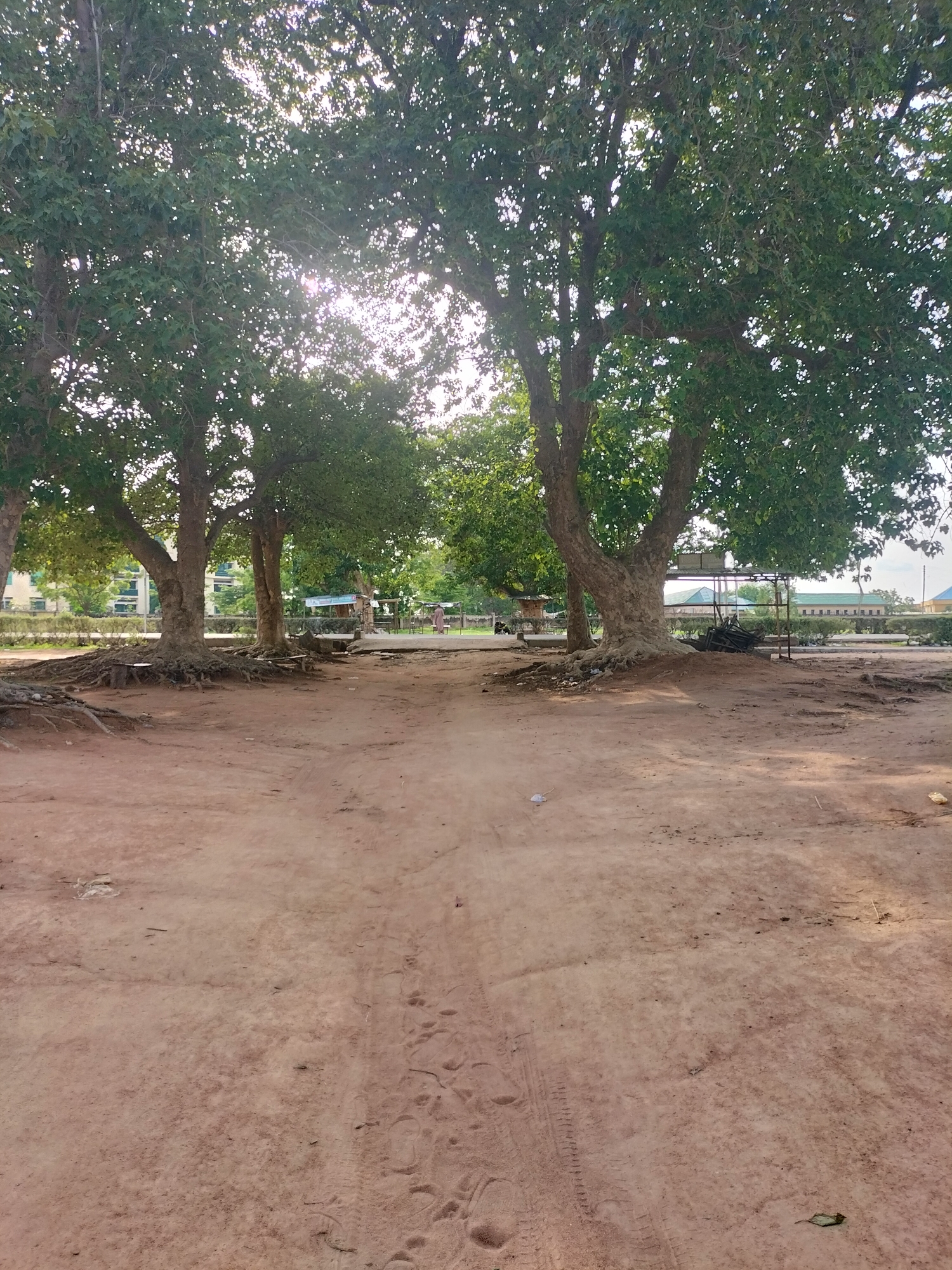 The image depicts an outdoor scene in Jalingo, Nigeria, featuring a dusty, reddish-brown dirt path with visible tire tracks and footprints. Several large trees with prominent, exposed root systems dominate the foreground and midground. Their dense green foliage creates dappled shade. In the background, there are buildings with light-colored facades and green roofs, and some open stalls or structures. A person in a brown garment stands near one of the stalls. The overall environment appears to be a public area, possibly a park or a market, under a bright, possibly sunny, sky that is partially obscured by the tree canopy.