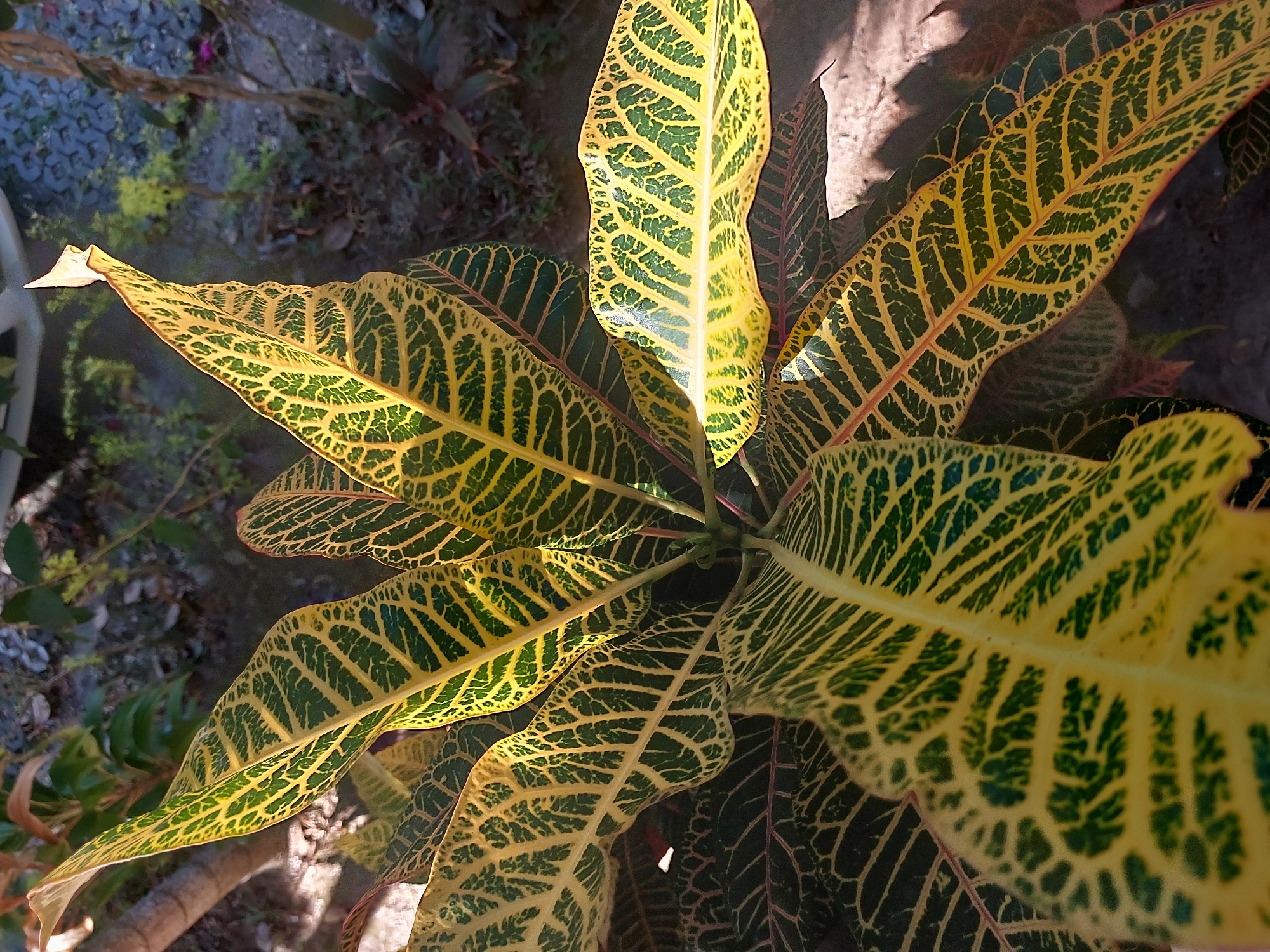 The image shows a close-up of a Croton plant with variegated leaves, displaying vibrant yellow and green patterns. The leaves are elongated and have a prominent central vein. The plant is situated outdoors, with a blurred background of soil, rocks, and other greenery, suggesting a garden or natural setting. The lighting indicates it is daytime, with sunlight casting shadows on some of the leaves and the ground. The location is specified as Baan Mae Nam, Thailand. There are no people or animals visible in the frame.