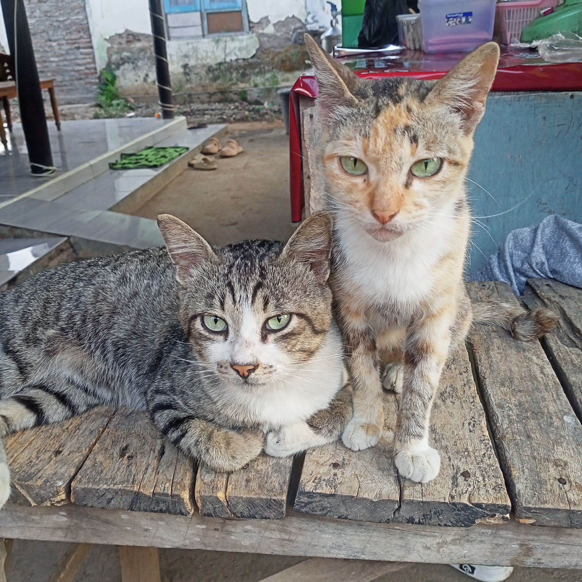 Two domestic cats are posing for a photograph on a weathered wooden table. The cat on the left is a tabby with gray, black, and white markings, lying down with its head resting on its paws. It has green eyes and is looking directly at the camera. The cat on the right is a calico with patches of orange, black, and white fur, sitting upright and also looking at the camera. It also has green eyes. The wooden table appears to be outdoors, possibly on a porch or patio. In the background, a brick wall and some greenery are visible, suggesting a semi-urban or rural setting. A pair of sandals and a green mat are on the ground behind the table. The scene is likely in Ketowan, Indonesia, as indicated.