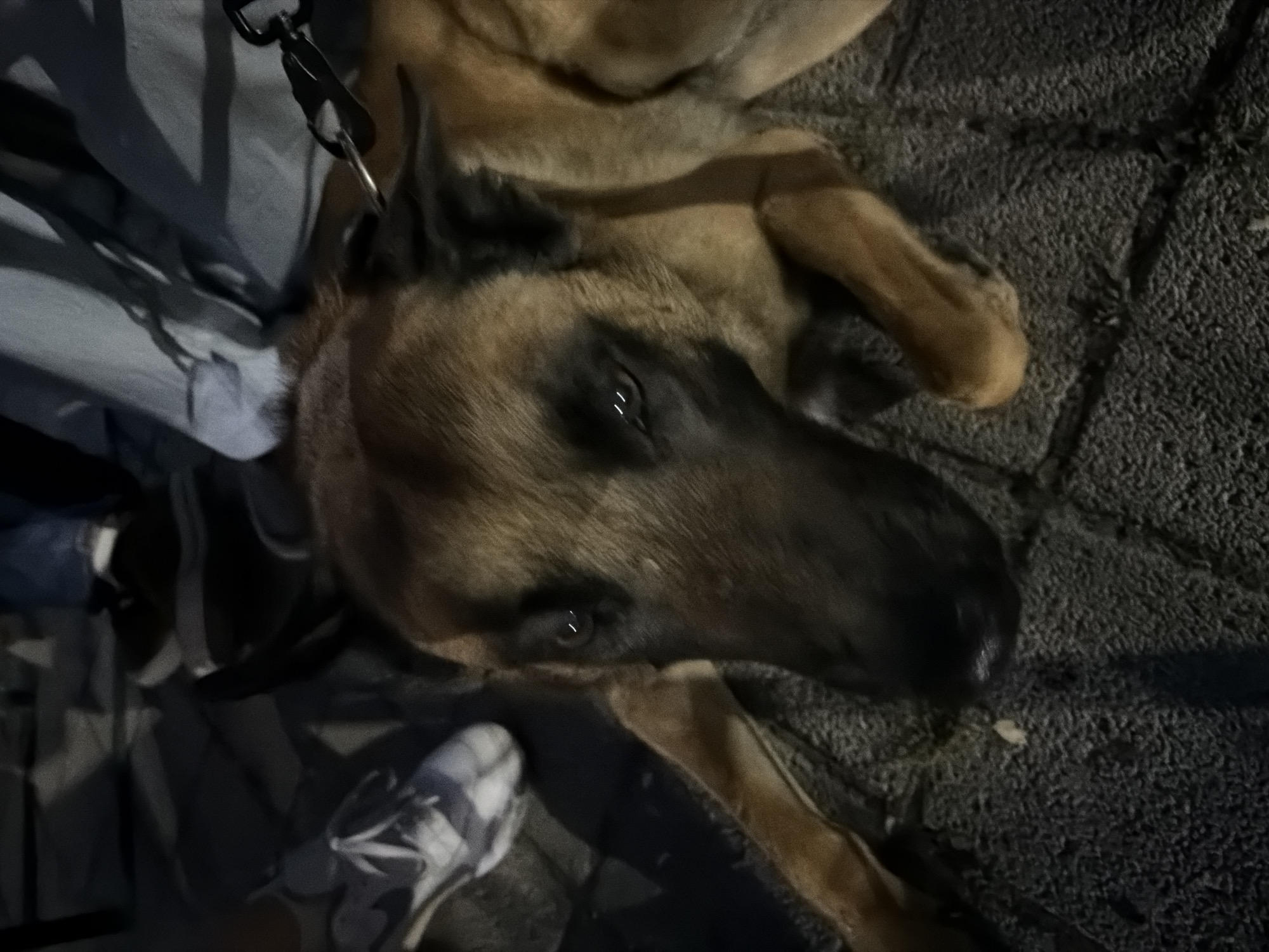 A German Shepherd dog is lying down on a paved surface, possibly a sidewalk or street, in an outdoor urban environment at night. The dog's head is turned towards the camera, with its ears perked up and its eyes open. A leash is attached to its collar, with the handle visible in the upper right corner. The background is dark and blurred, but suggests the presence of people wearing casual clothing, including jeans and sneakers. One person's feet and shoes are visible in the upper left portion of the image. The scene appears to be a candid moment, likely in a public space within an unknown city.