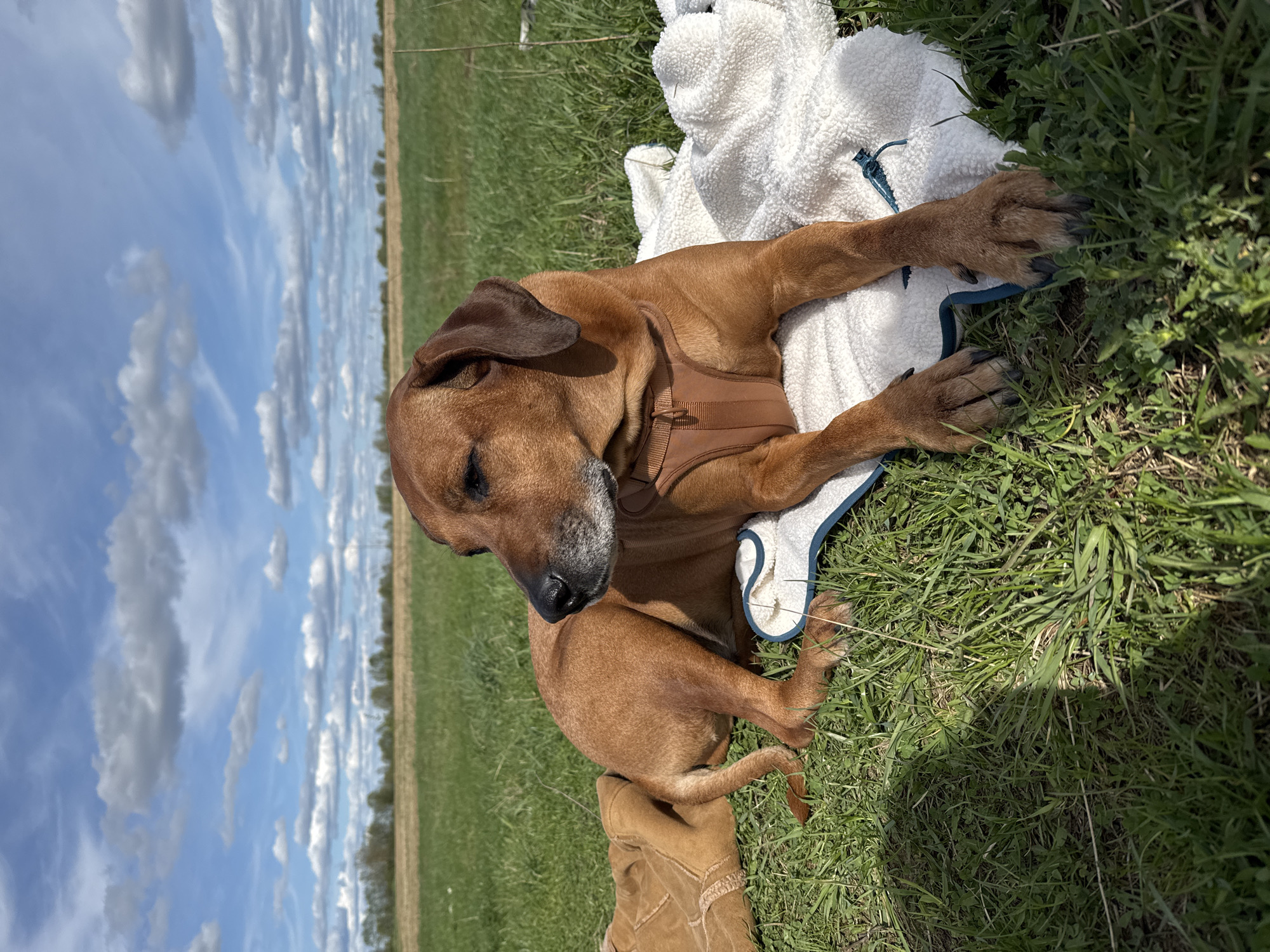 A reddish-brown dog wearing a brown harness is lying on a white blanket in a grassy field. The dog is lying on its side, with its paws extending onto the blanket. The background shows a clear, blue sky with scattered white clouds. The grassy field appears to stretch into the distance. The location is Bol'shoye Kozino, Russia.