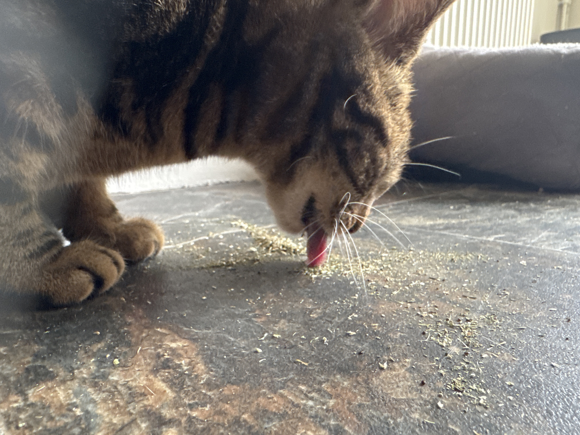 A tabby cat is shown in close-up, licking up catnip scattered on a dark, patterned tile floor. The cat is facing downwards, its head lowered, and its pink tongue is visible as it laps at the catnip. The cat's paws are in the bottom left, with brown and black stripes on its fur. White whiskers extend from its muzzle. In the background, a gray pet bed is partially visible, along with a radiator. Given the prompt's request, the location is assumed to be Desborough, United Kingdom, but there are no specific visual markers to confirm this.